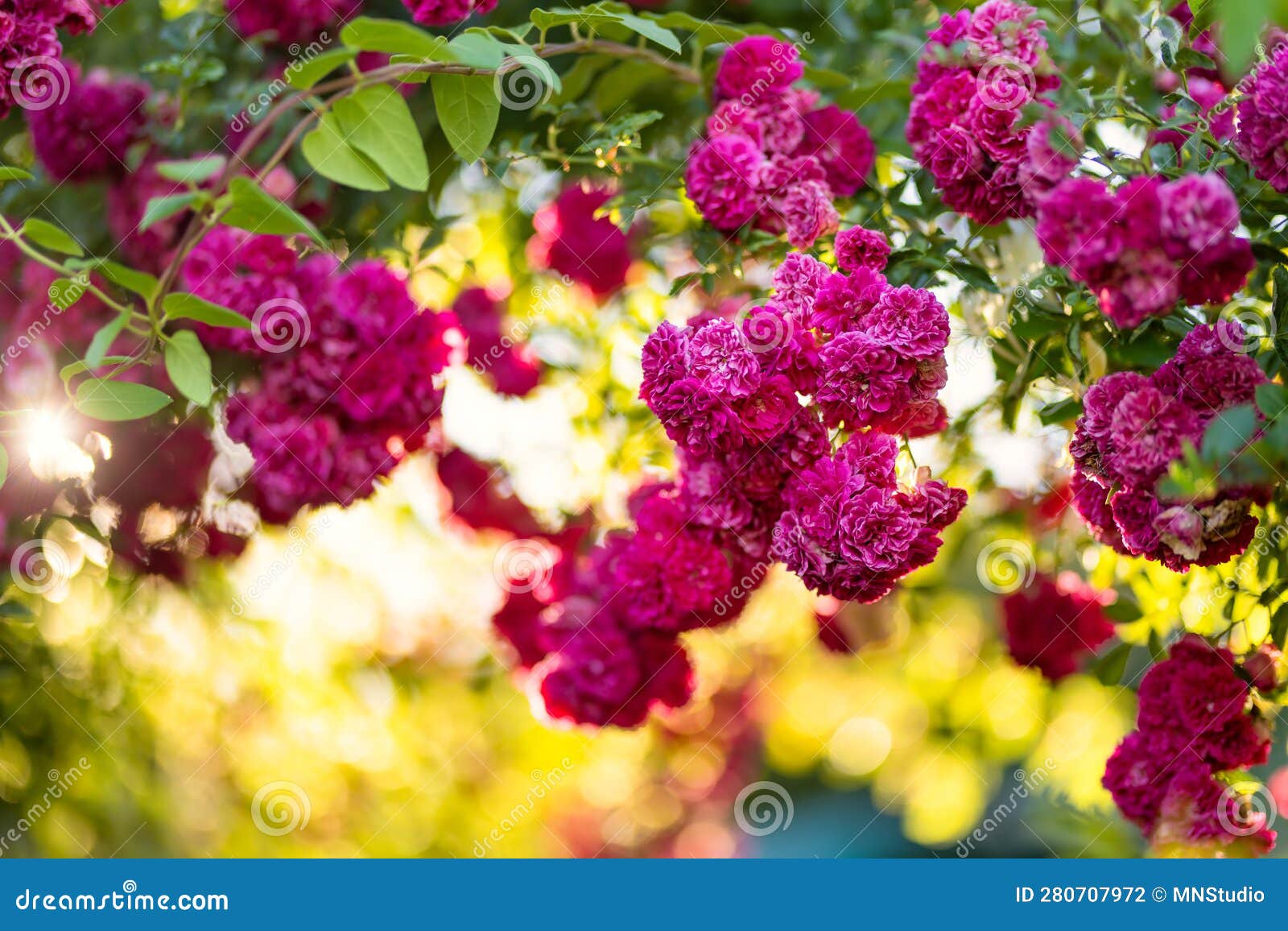 Beautiful Pink Roses Bush Blossoming At The Backyard On Summer Day