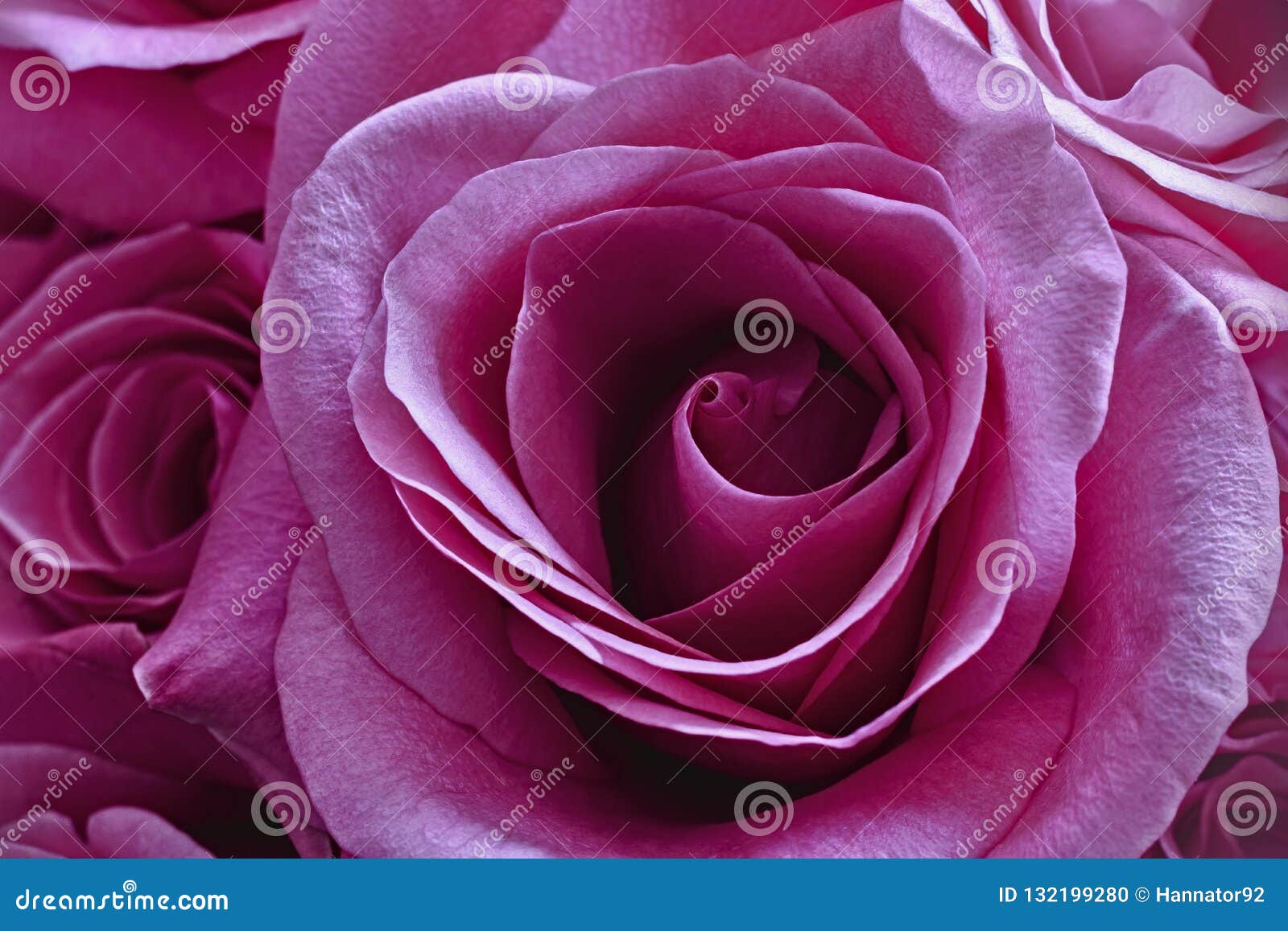 Beautiful Pink Roses Close Up Stock Photo Image of detail, nature