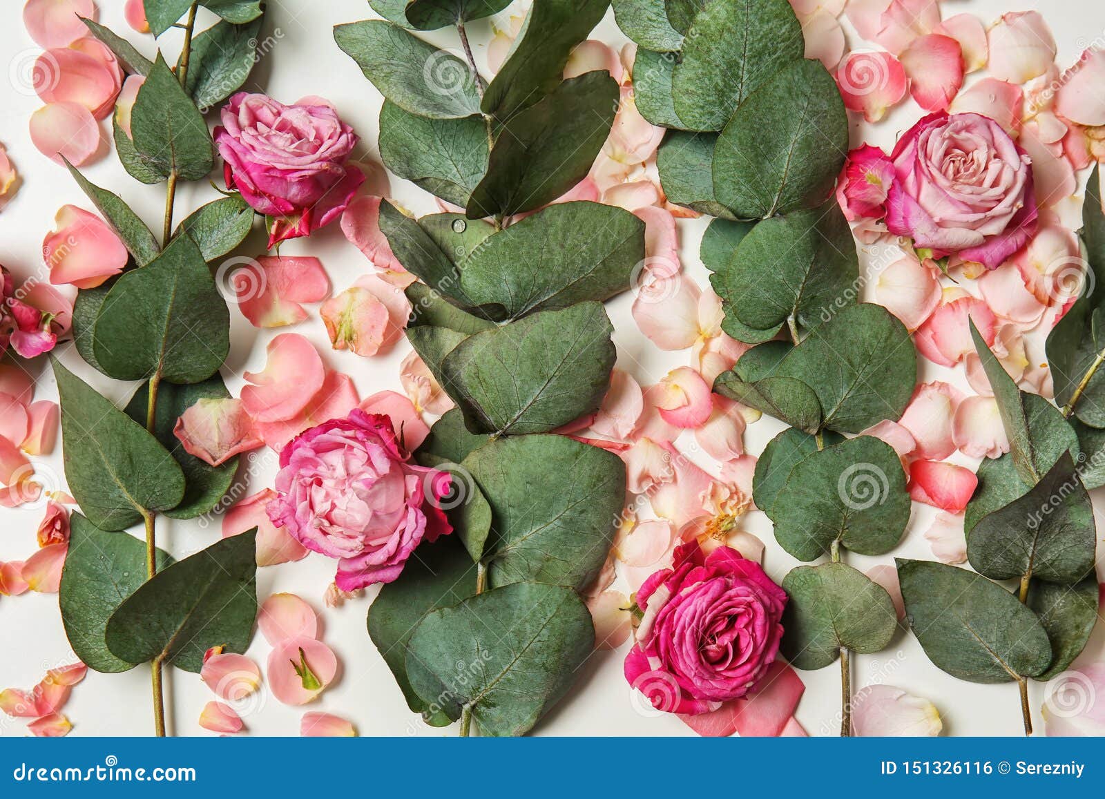 Beautiful Pink Roses with Eucalyptus Branches on White Background Stock