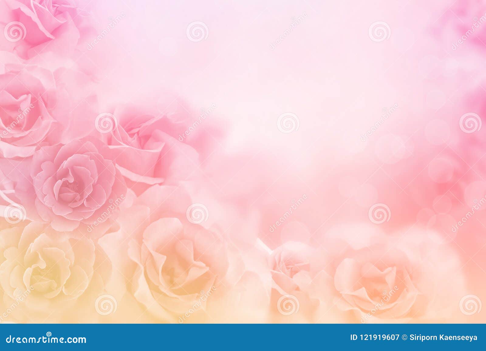 beautiful pink roses flower border on soft background for valentine