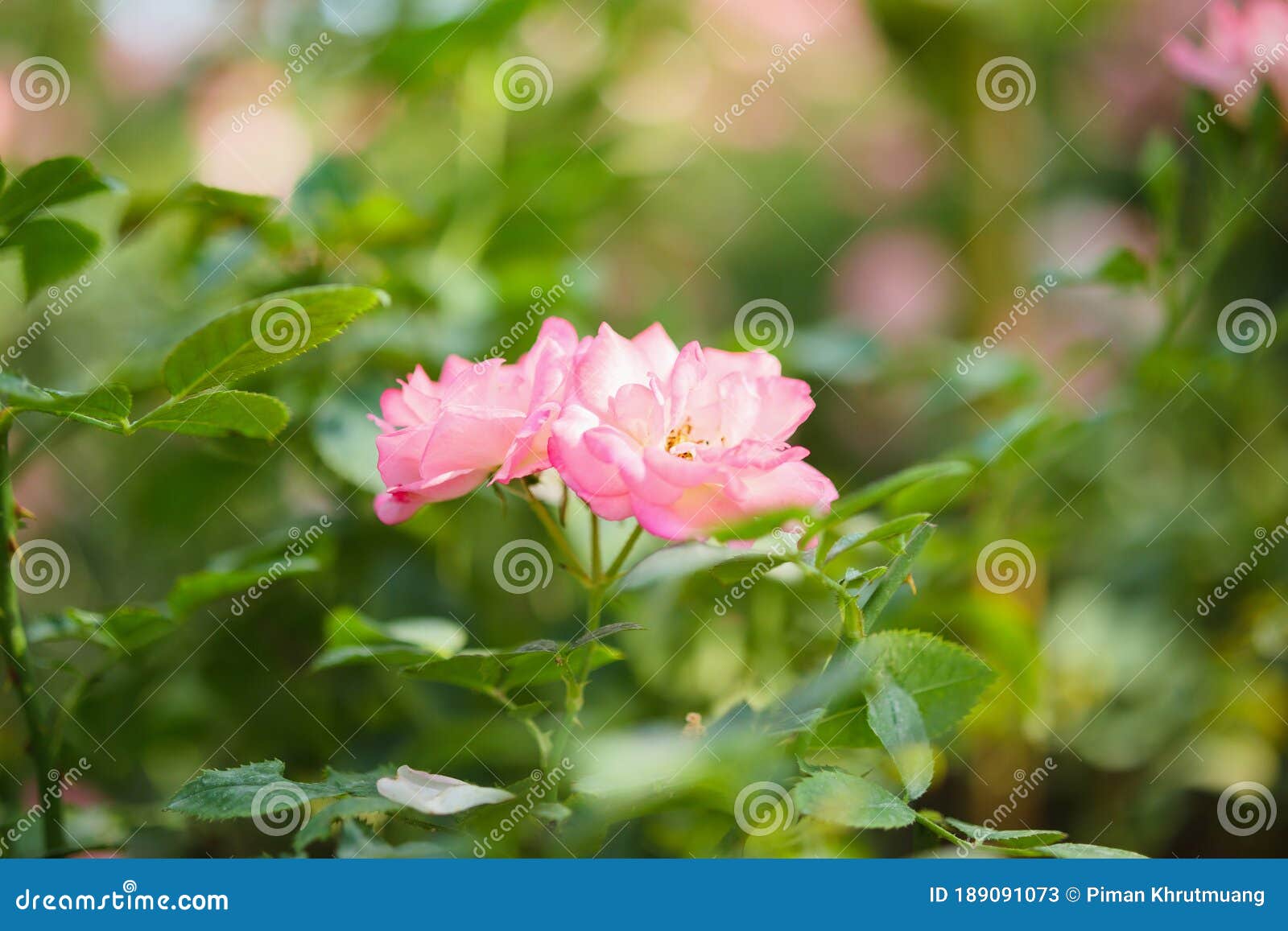 Beautiful Pink Roses Flower In The Garden Stock Image Image Of Bright