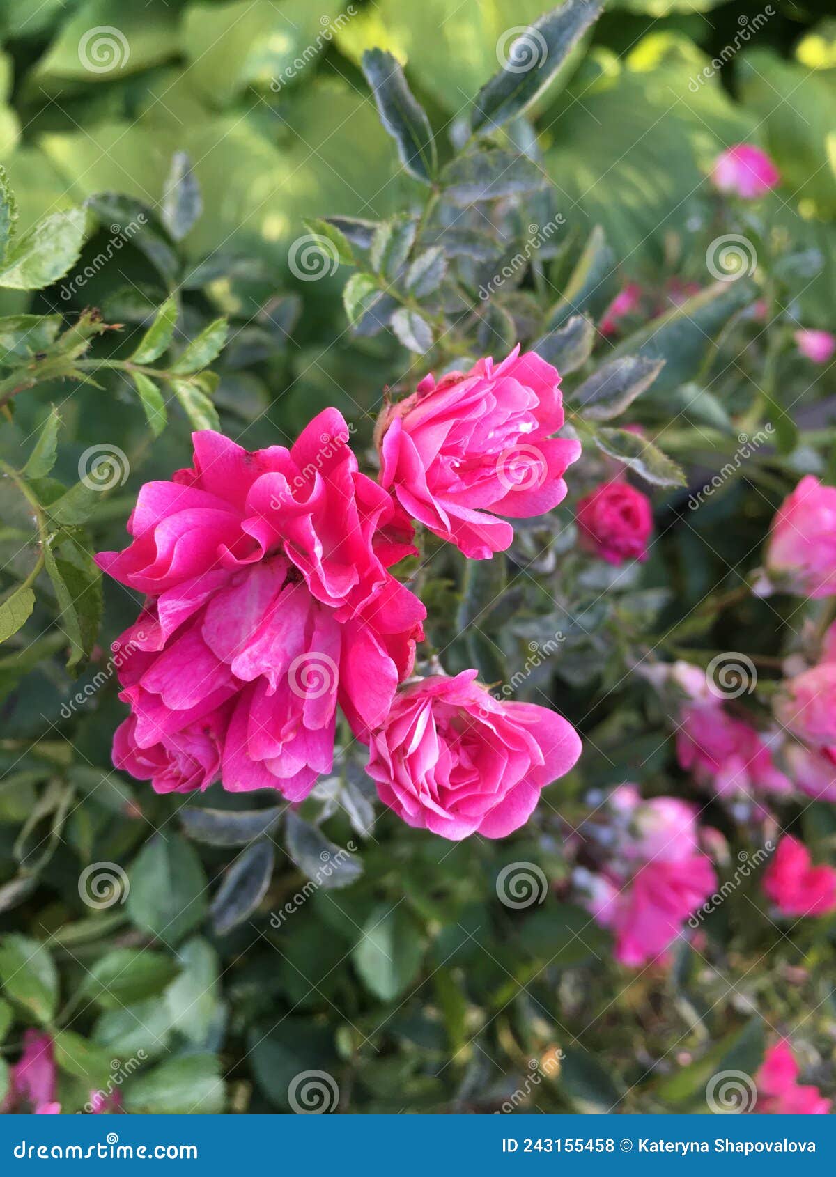 Beautiful Pink Roses Flowers Bloom Stock Photo Image of cute, pattern