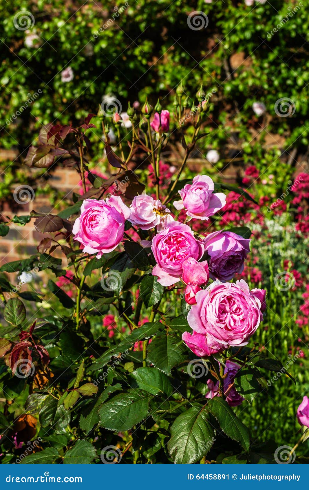 Beautiful Pink Roses in the Garden Stock Image - Image of design ...