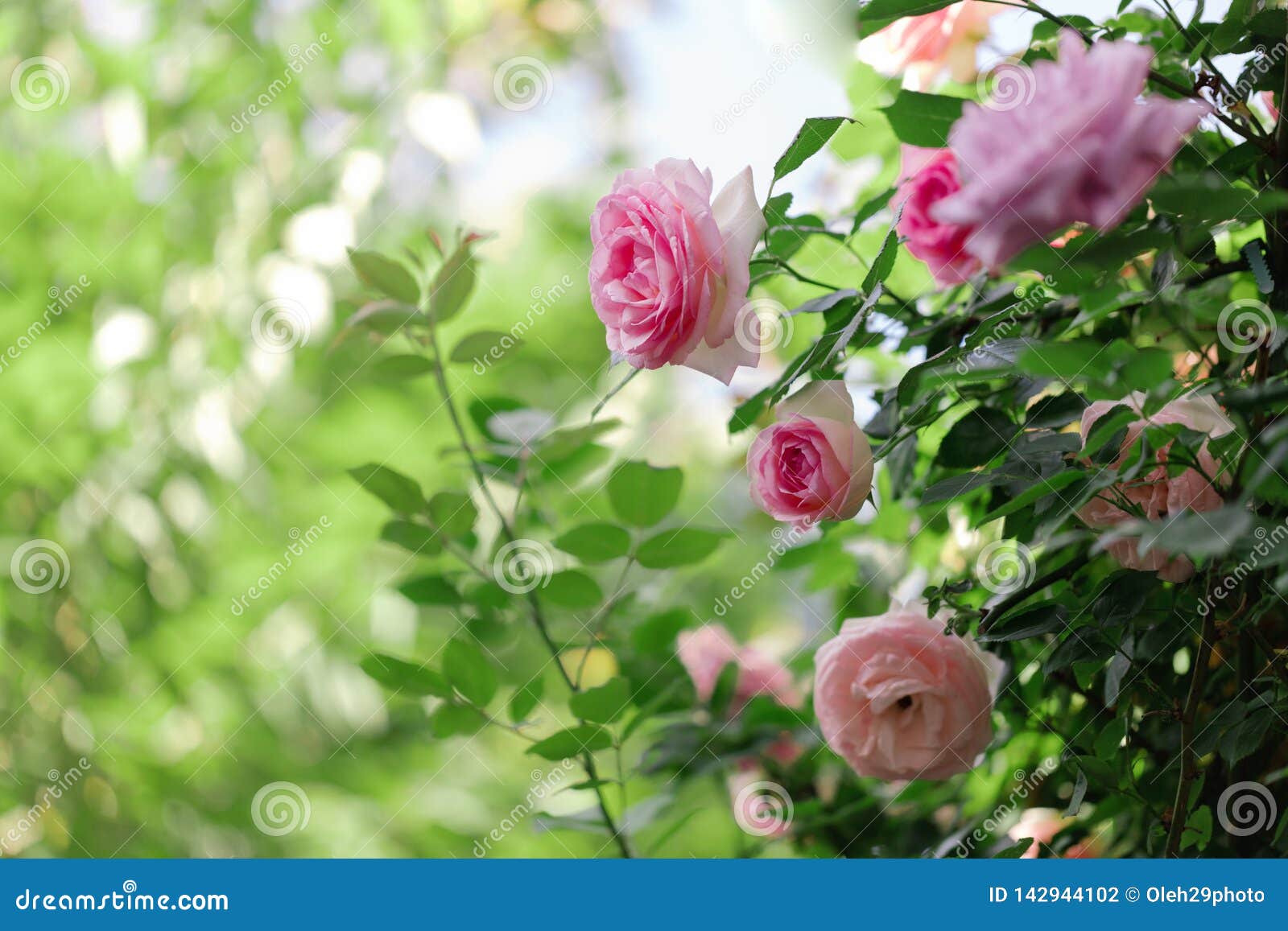 Beautiful Pink Roses in a Summer Garden Stock Photo - Image of design ...