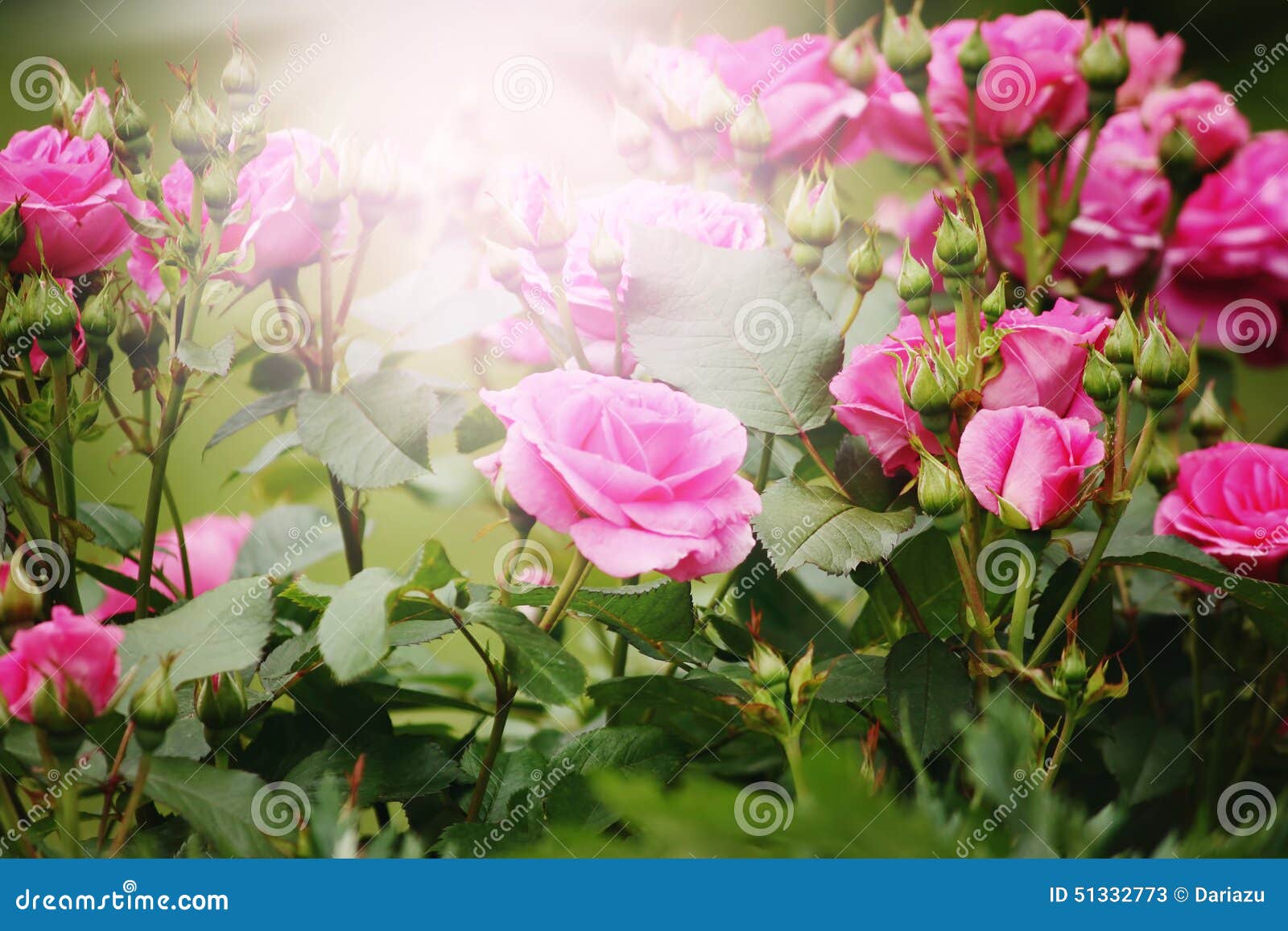 Beautiful Pink Roses in Sun Light Stock Image - Image of bloom ...