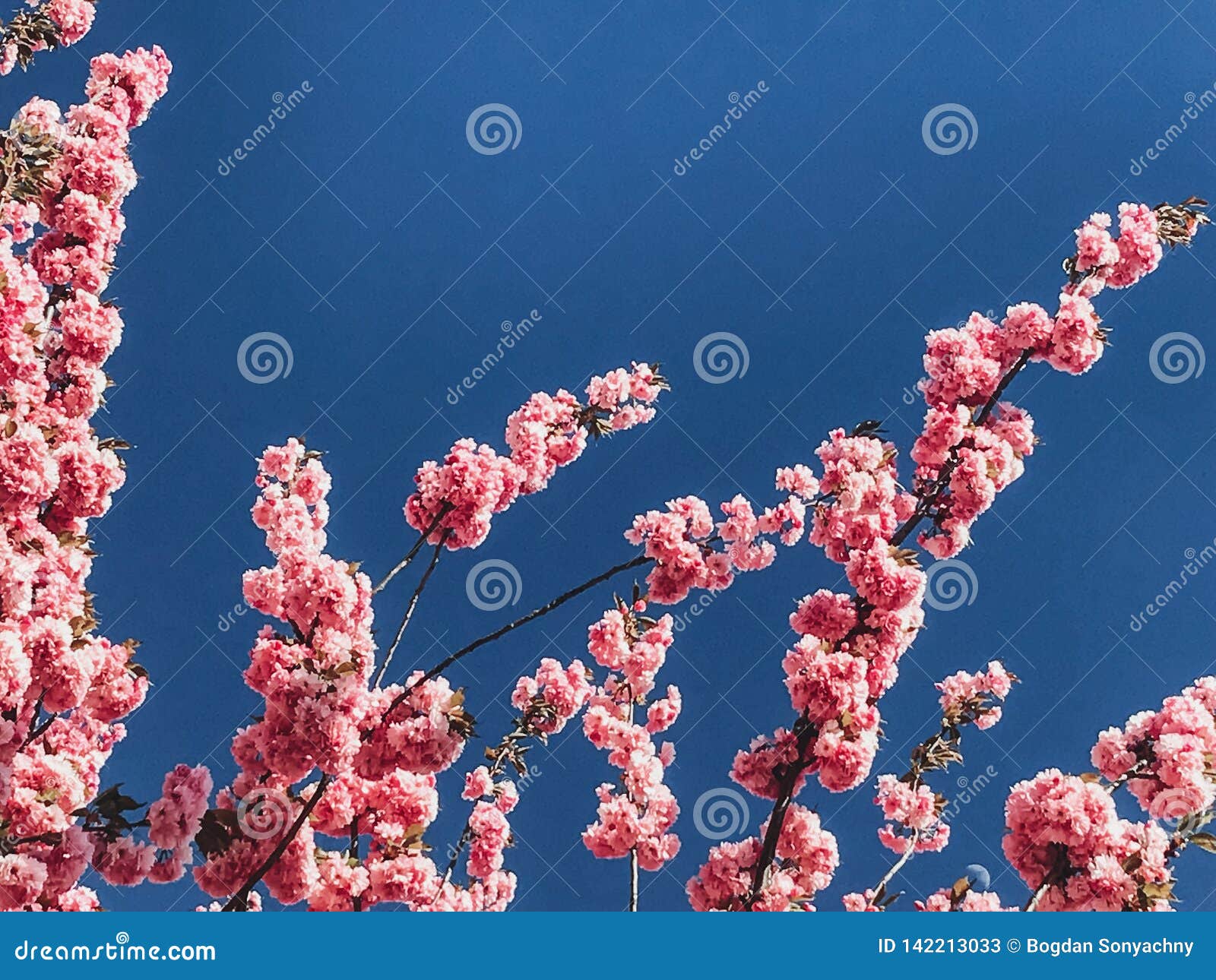 Beautiful Pink Sakura Flowers on Branches in Blue Sky, Copy Space ...