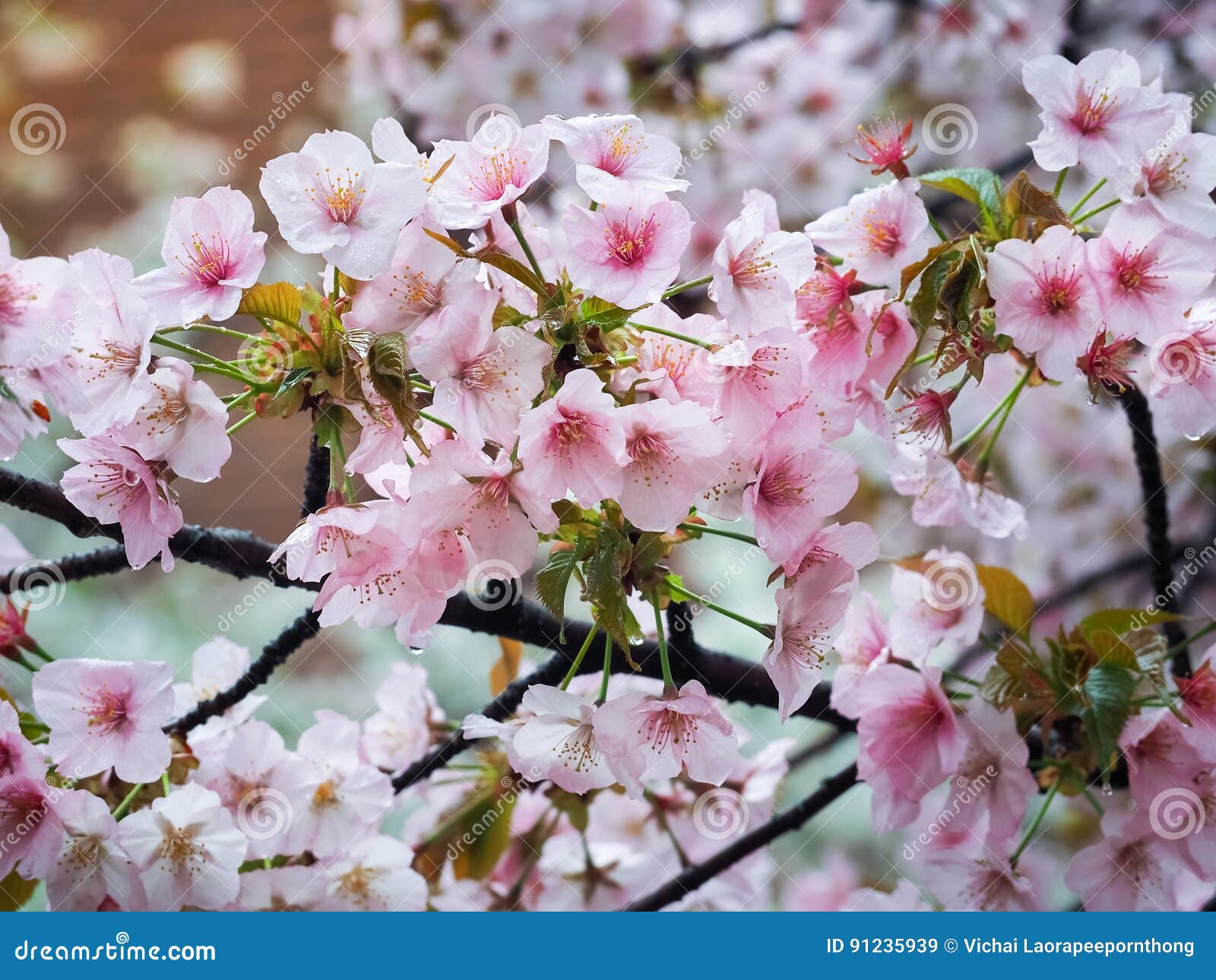 Beautiful Pink Sakura Flowers in Japan Stock Image Image of kyoto