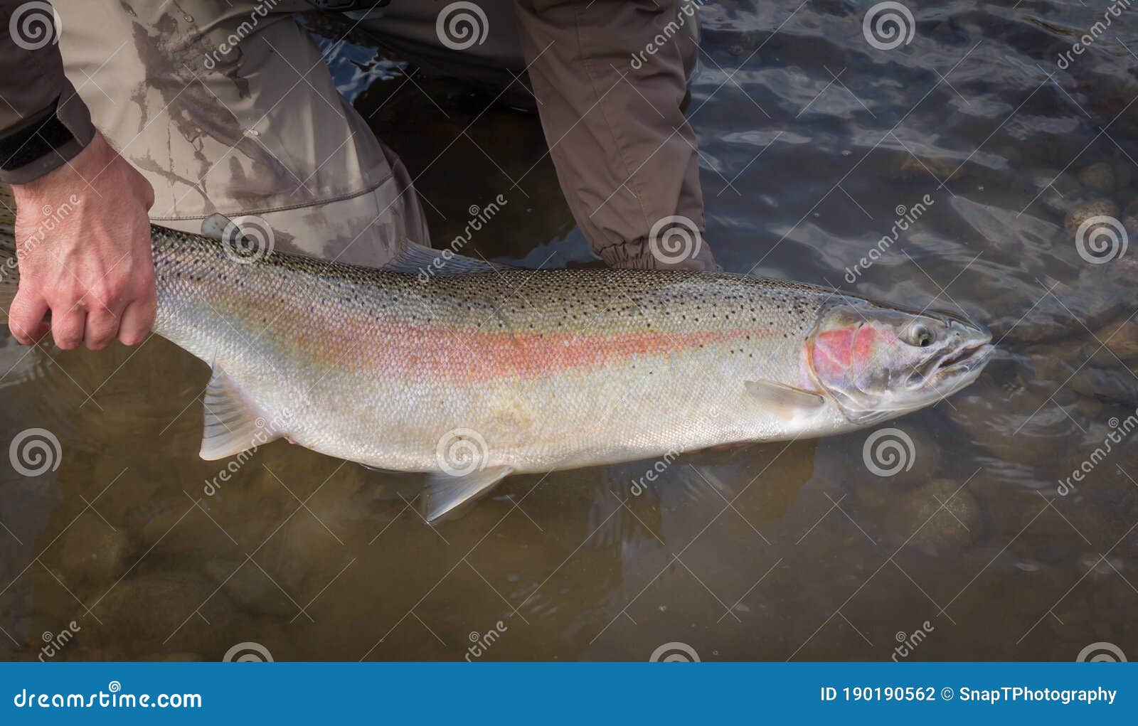 2,711 Tail Trout Stock Photos - Free & Royalty-Free Stock Photos from  Dreamstime