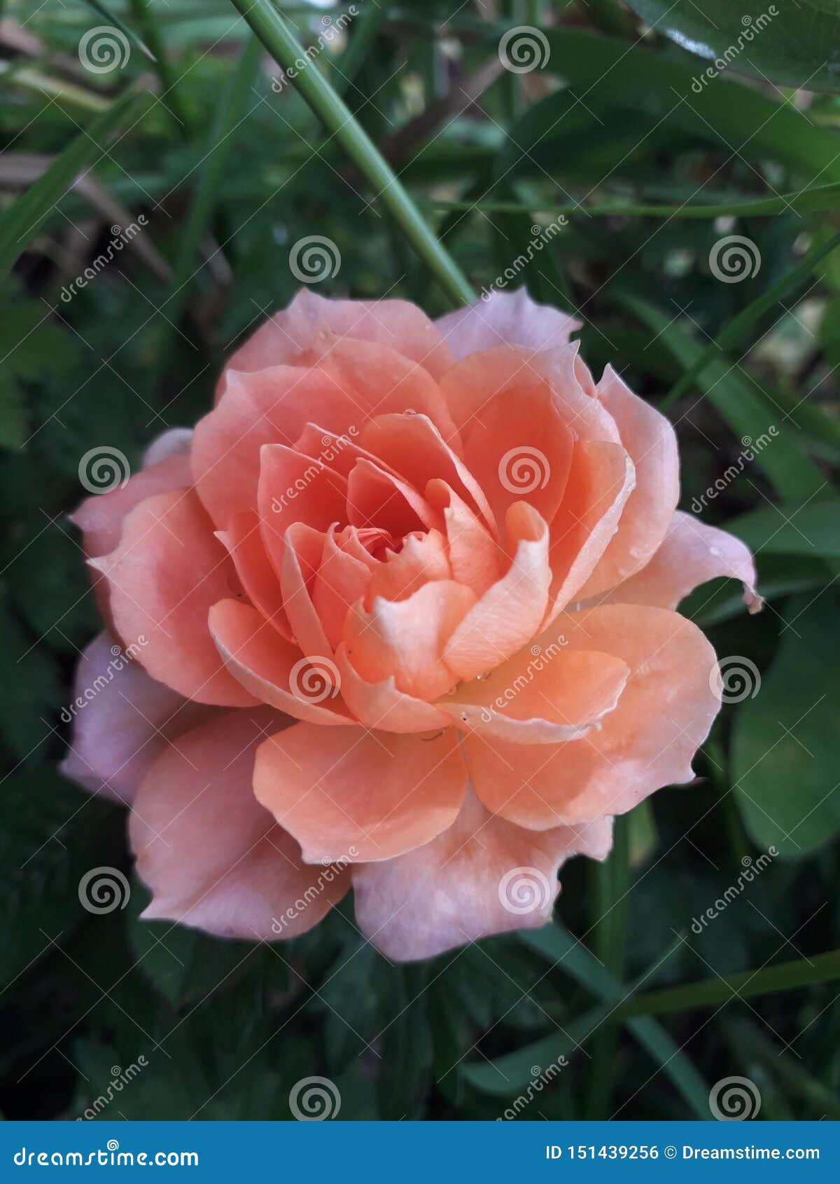 Beautiful Pink Summer Rose Growing in the Grass Stock Photo Image of