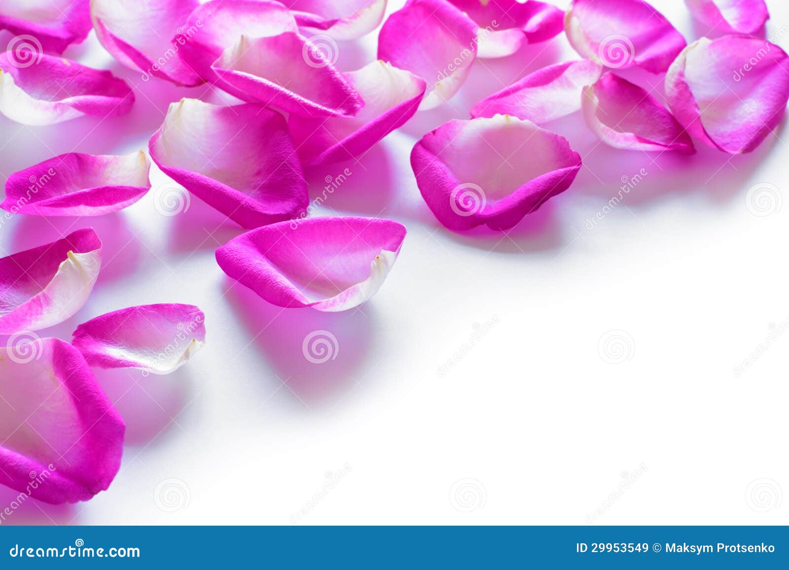 Rose Petals Light Pink - White