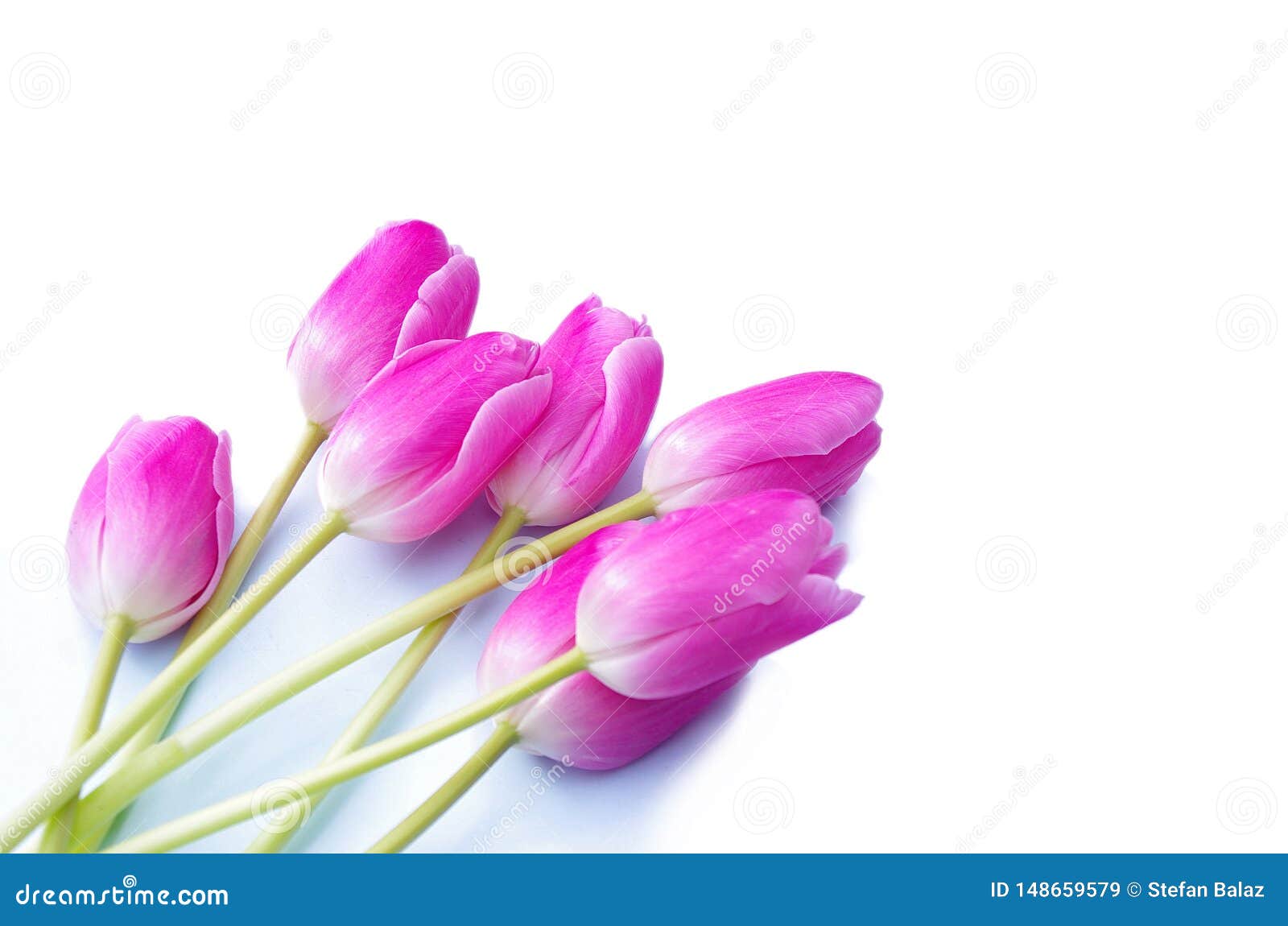 Beautiful Pink Tulips Isolated on White Background, Love Theme, Weeding ...