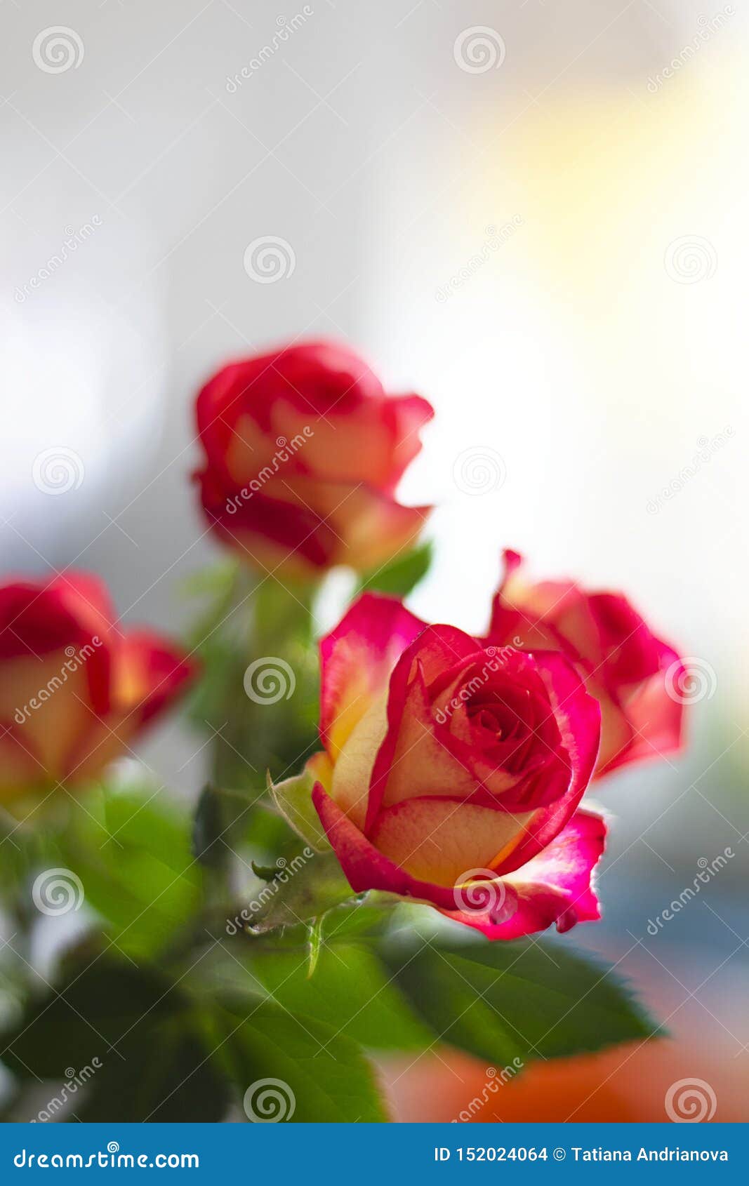 Beautiful Pink and Yellow Roses on the Background of Defocused ...