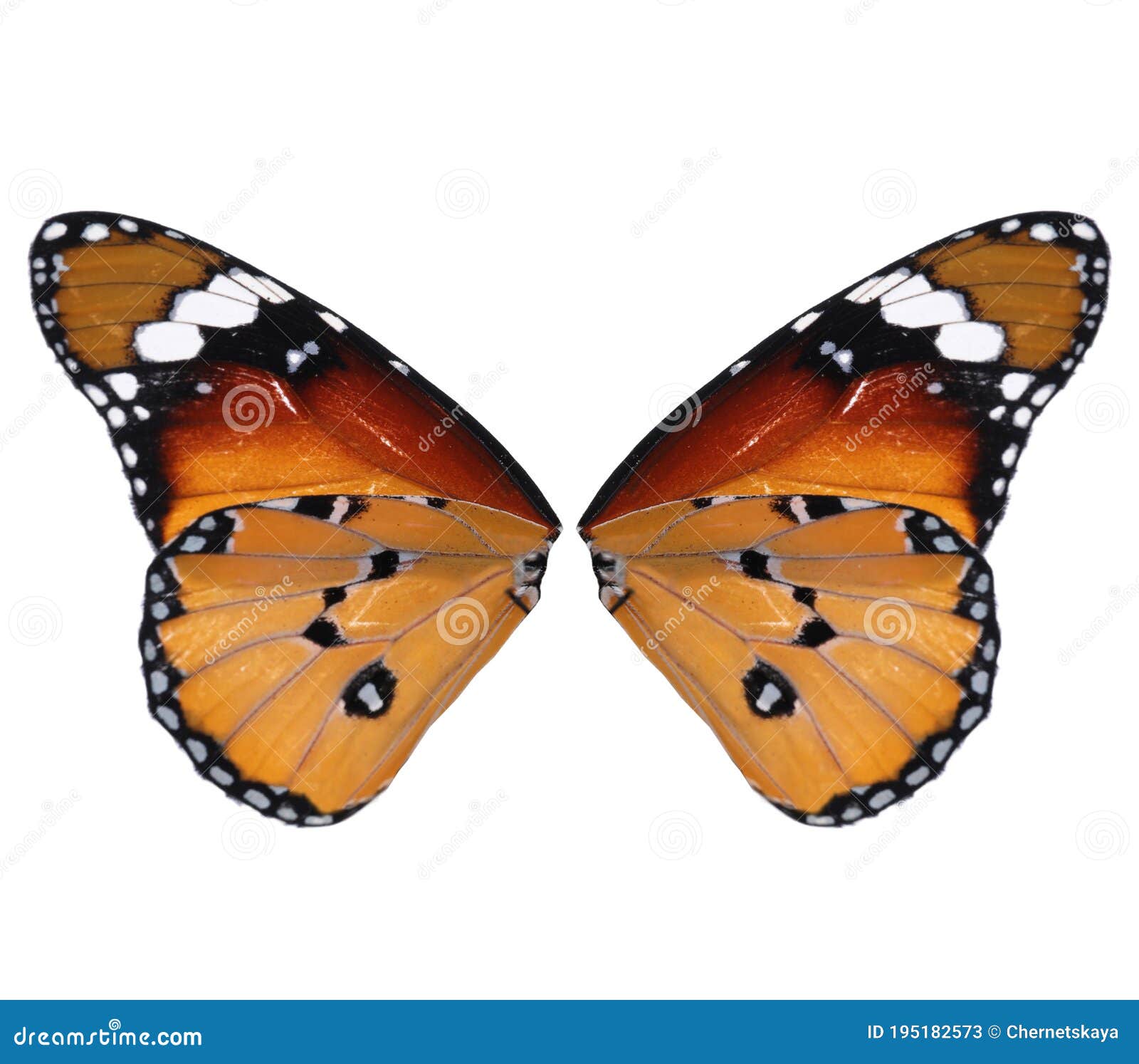 Butterfly Wings Stock Photography 126859214
