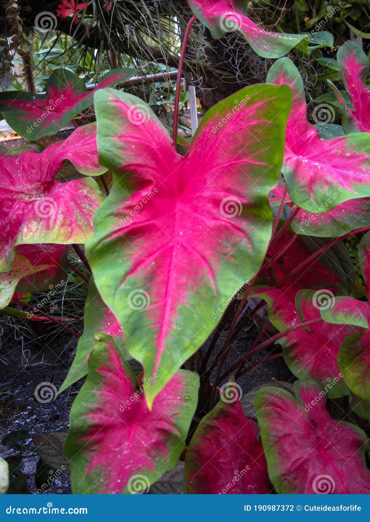 beautiful plant leaf caladium bicolor, called heart of jesus, with is pink and green color