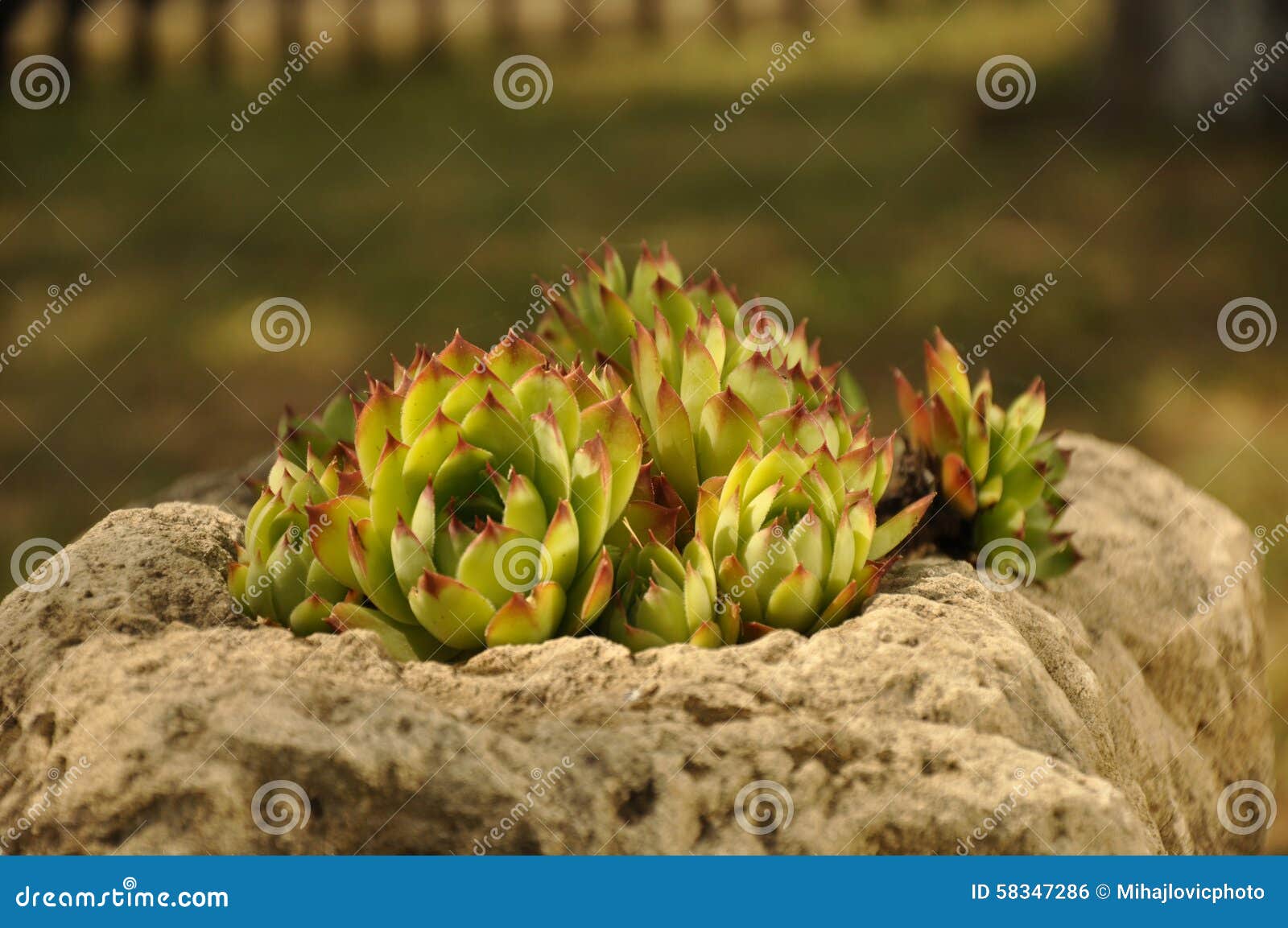 Beautiful Plant on the Rock Stock Photo Image of hard, plant 58347286