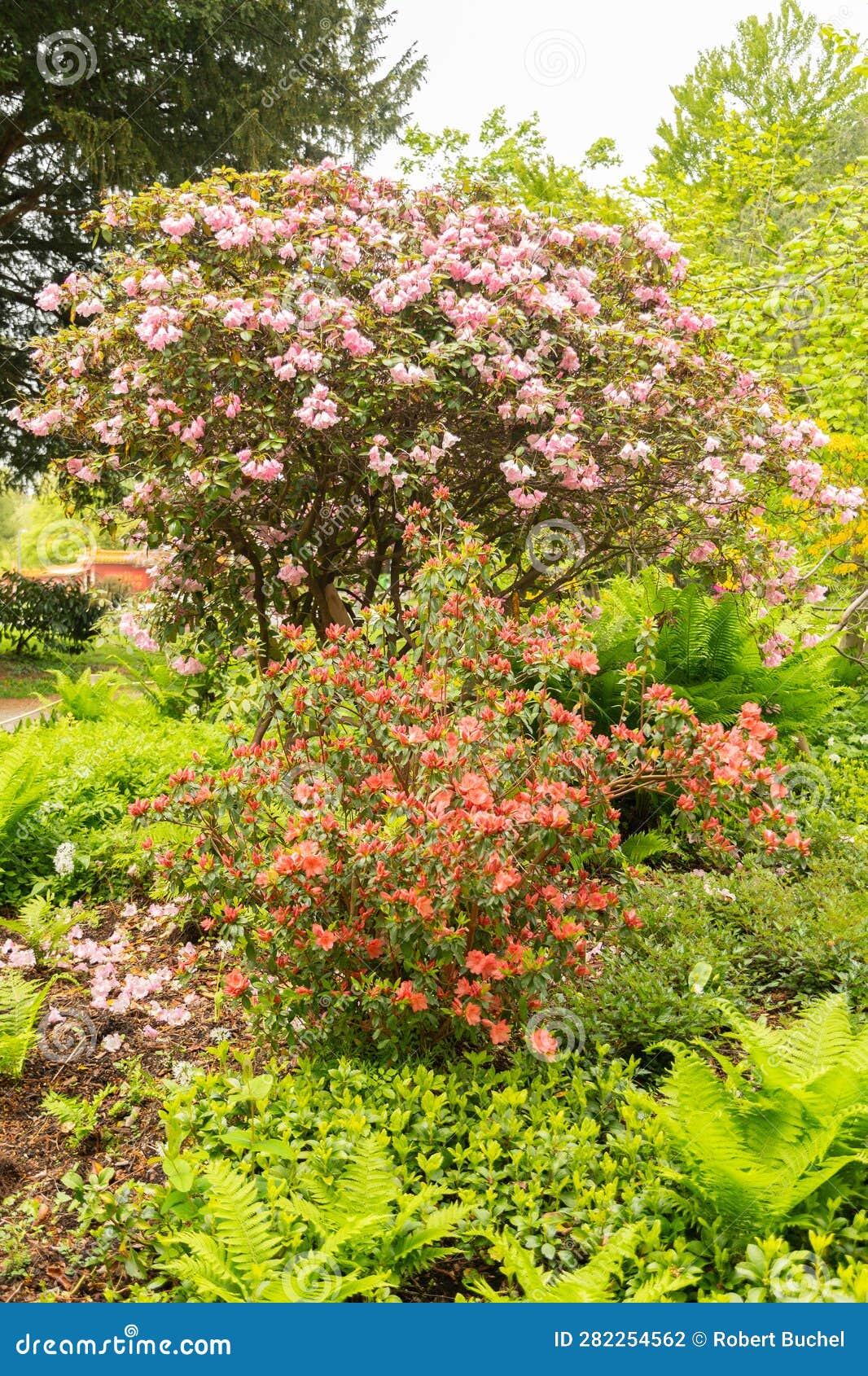 Beautiful Plantation in a Little Park in Zurich in Switzerland Stock ...