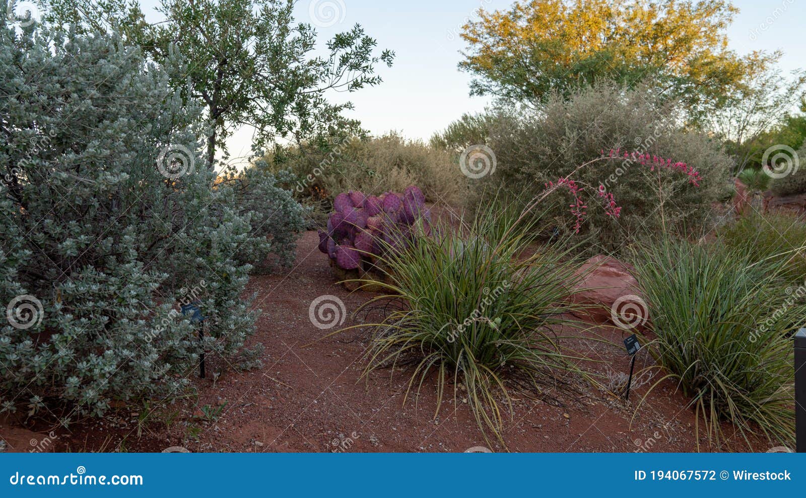 Beautiful Plants in the St, City, Utah Stock Photo Image of