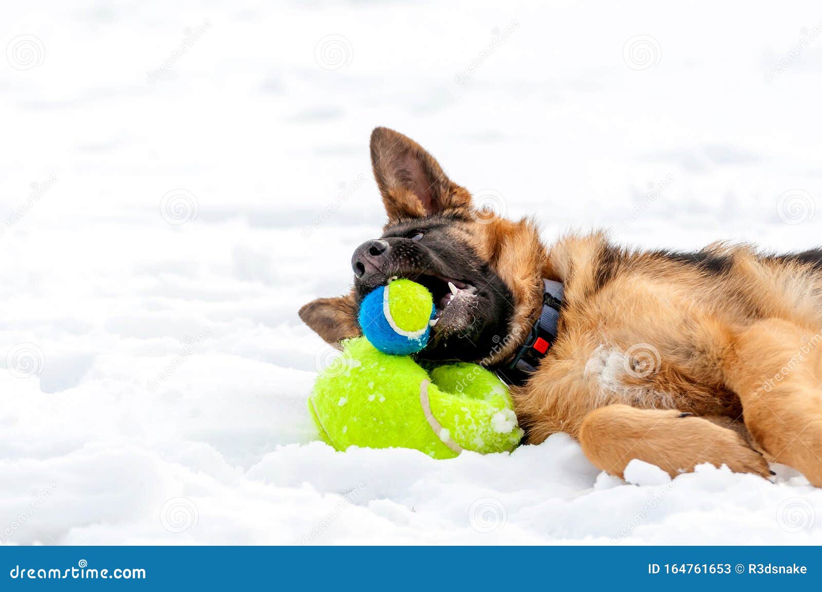 german shepherd tennis ball