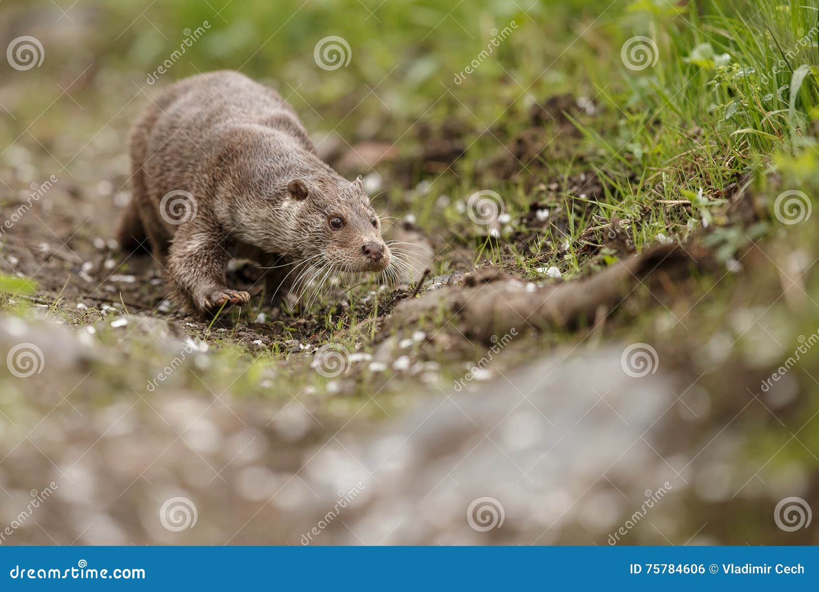 beautiful and playful river otter in the nature habitat in czech republic