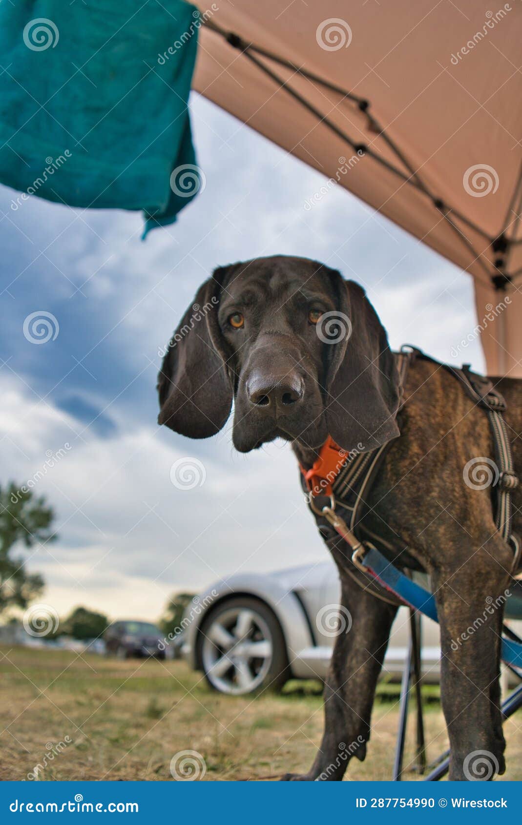 Plott Hound Umbrella Plott Hound Umbrella