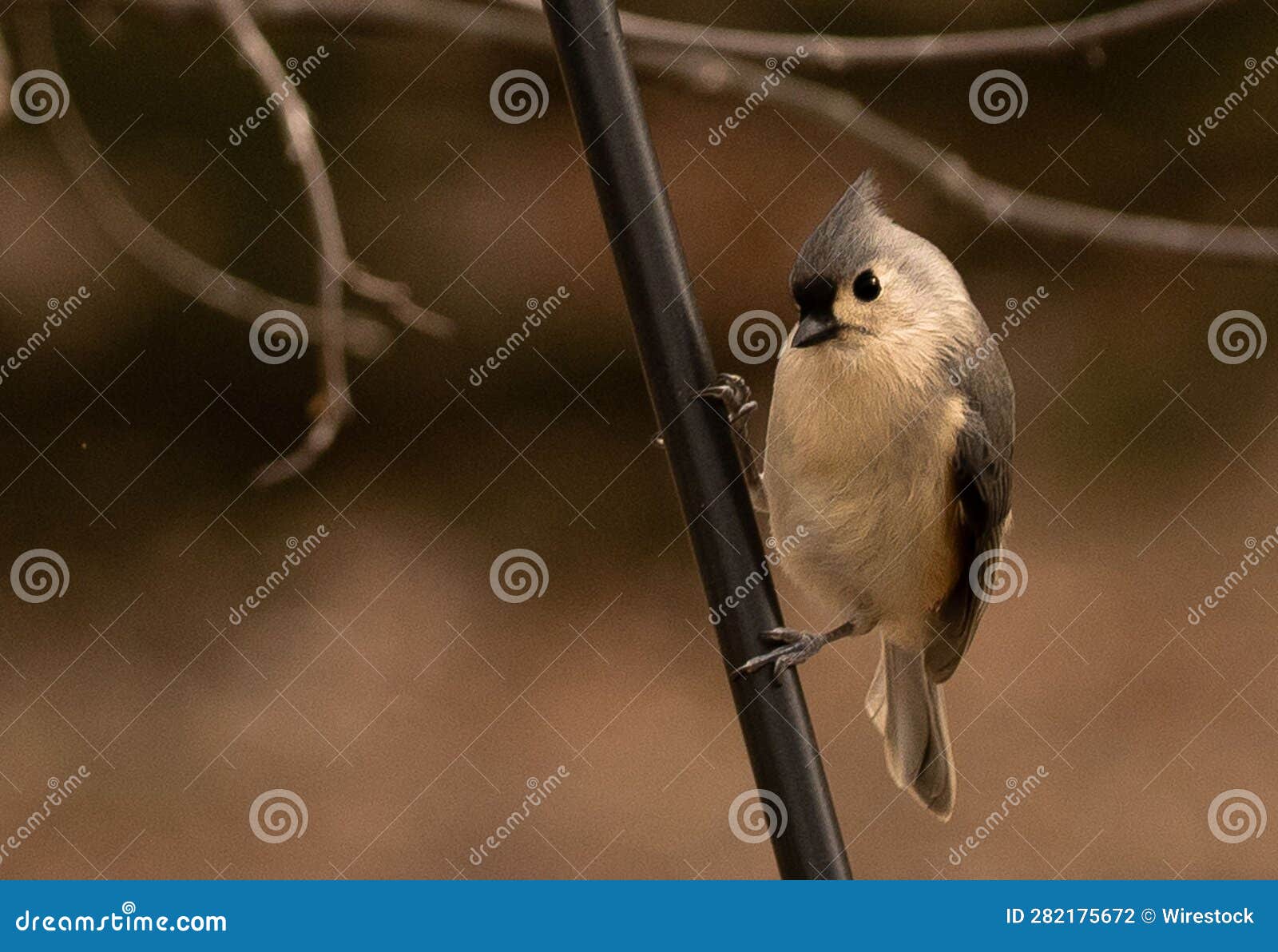 Beautiful Pointycrested Tit Perched on the End of a Tree Branch Stock
