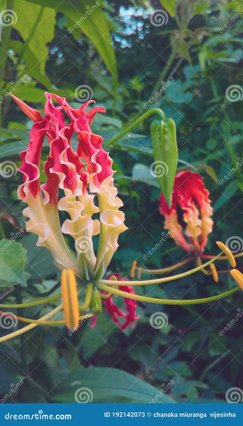 A Beautiful but Poisonous Flower on the Outside Stock Image Image of
