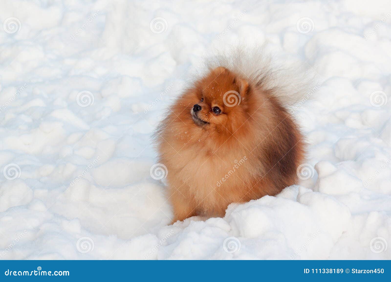 Beautiful Pomeranian Puppy is Sitting on a White Snow. Pet Animals Stock  Image - Image of purebred, snow: 111338189