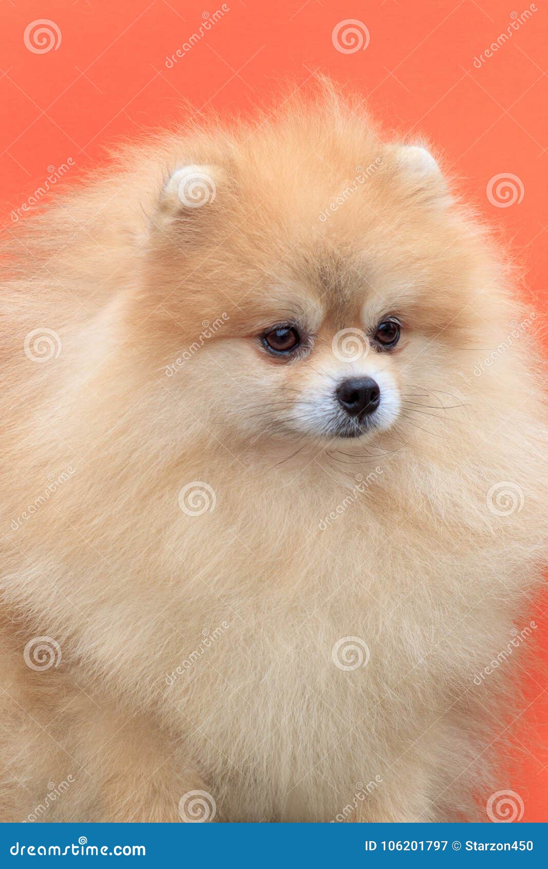 Beautiful Pomeranian Puppy with Thick Coat. Pet Animals Stock Image - Image  of orange, isolated: 106201797
