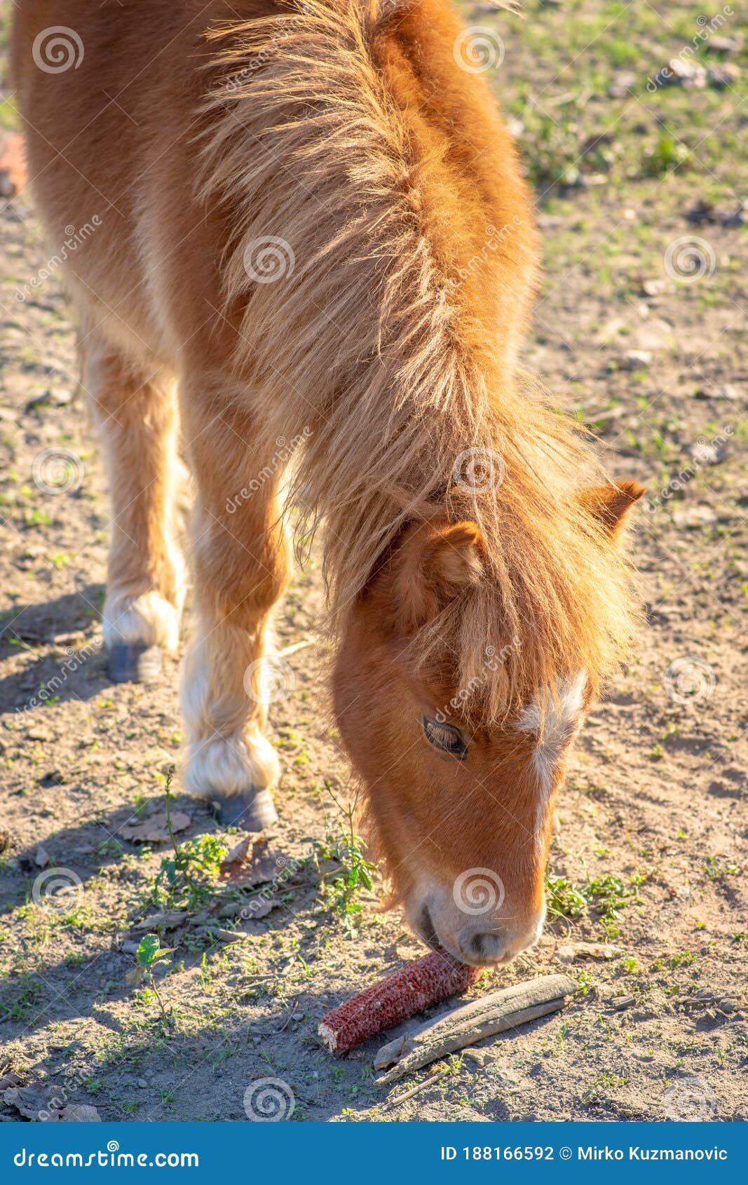 Beautiful Pony Horse Eating the Corn Cob Stock Photo Image of mustang