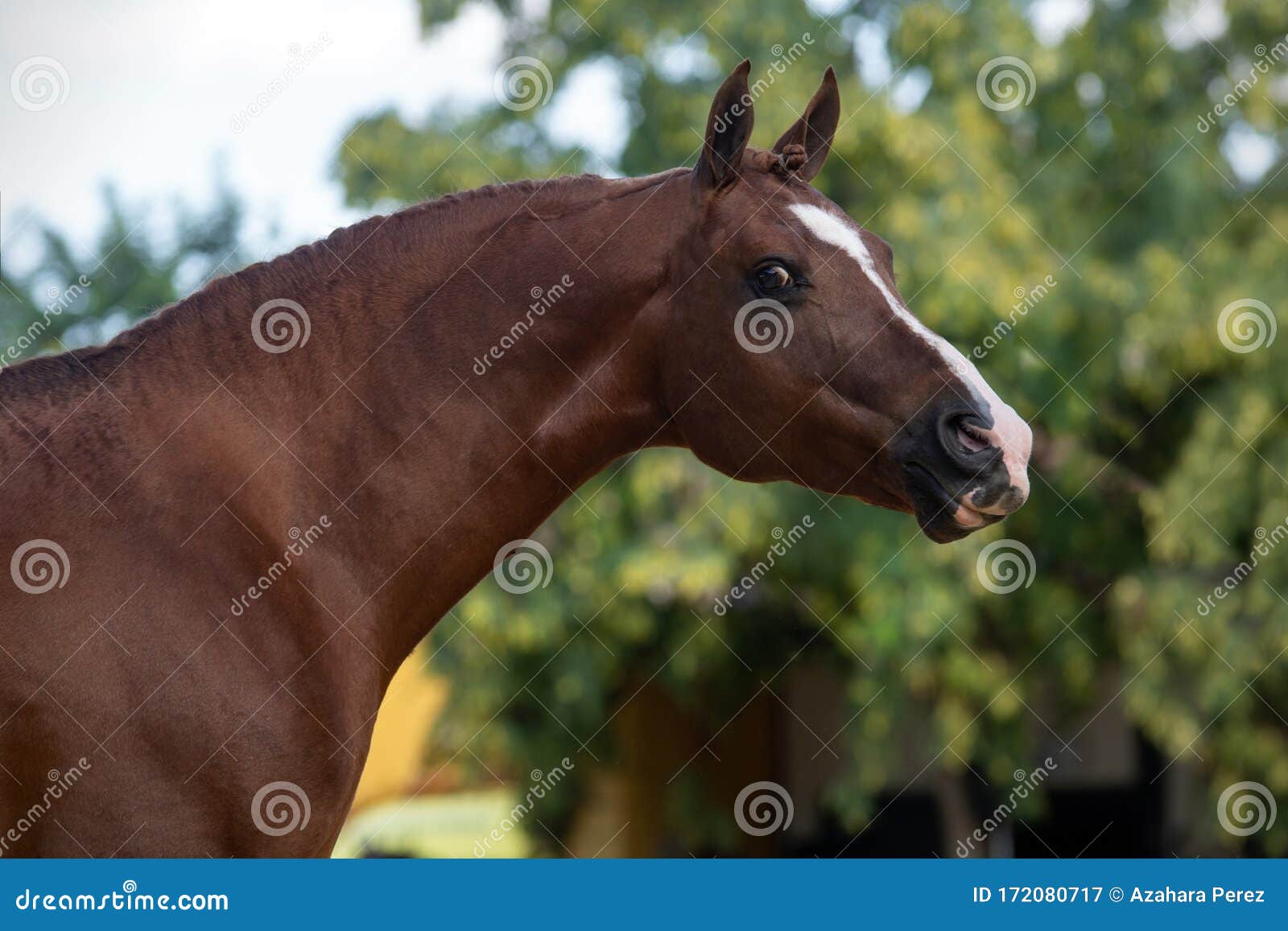 beautiful portrait of a chestnut arabian stallion