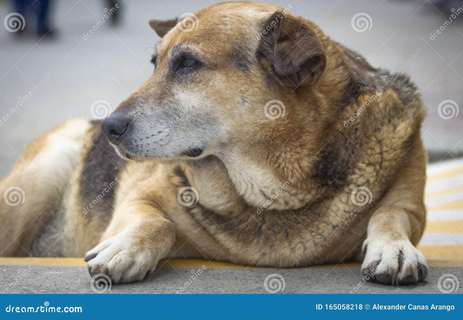 beautiful portrait of a dog