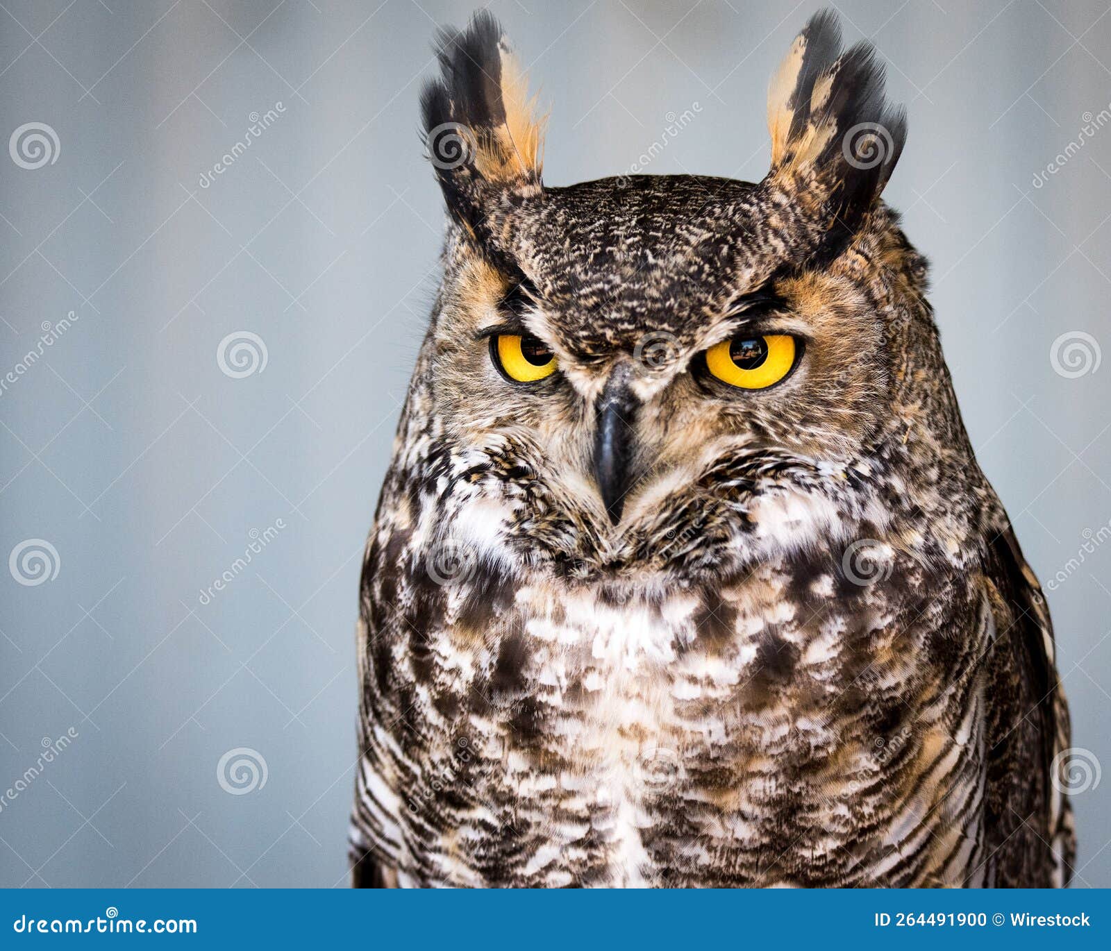 Beautiful Portrait of a Great Horned Owl Stock Photo Image of