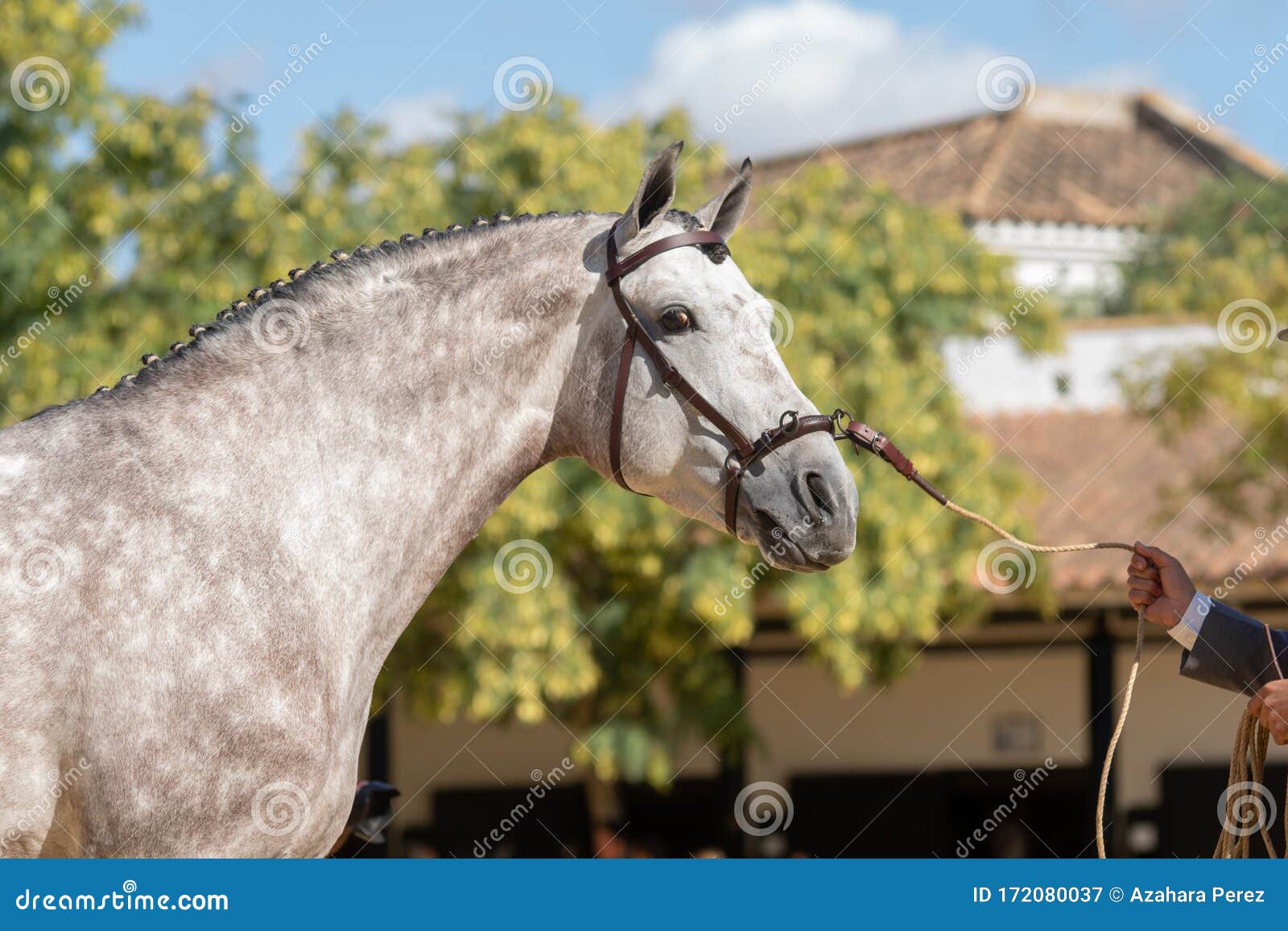 beautiful portrait of a hispano arabian horse in spain