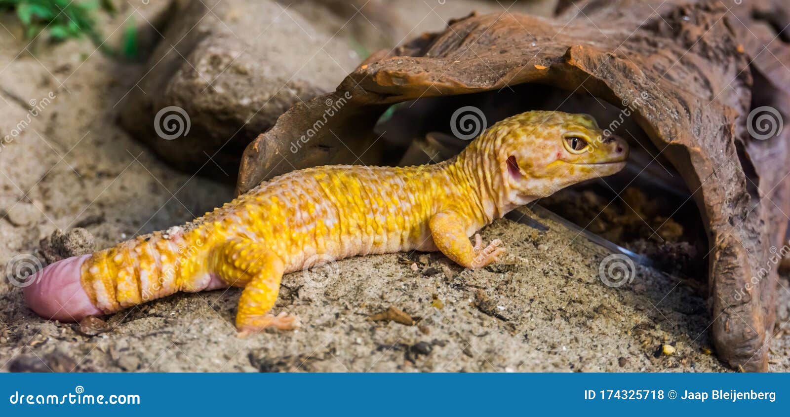 beautiful portrait of a leopard gecko, popular tropical reptile specie from asia