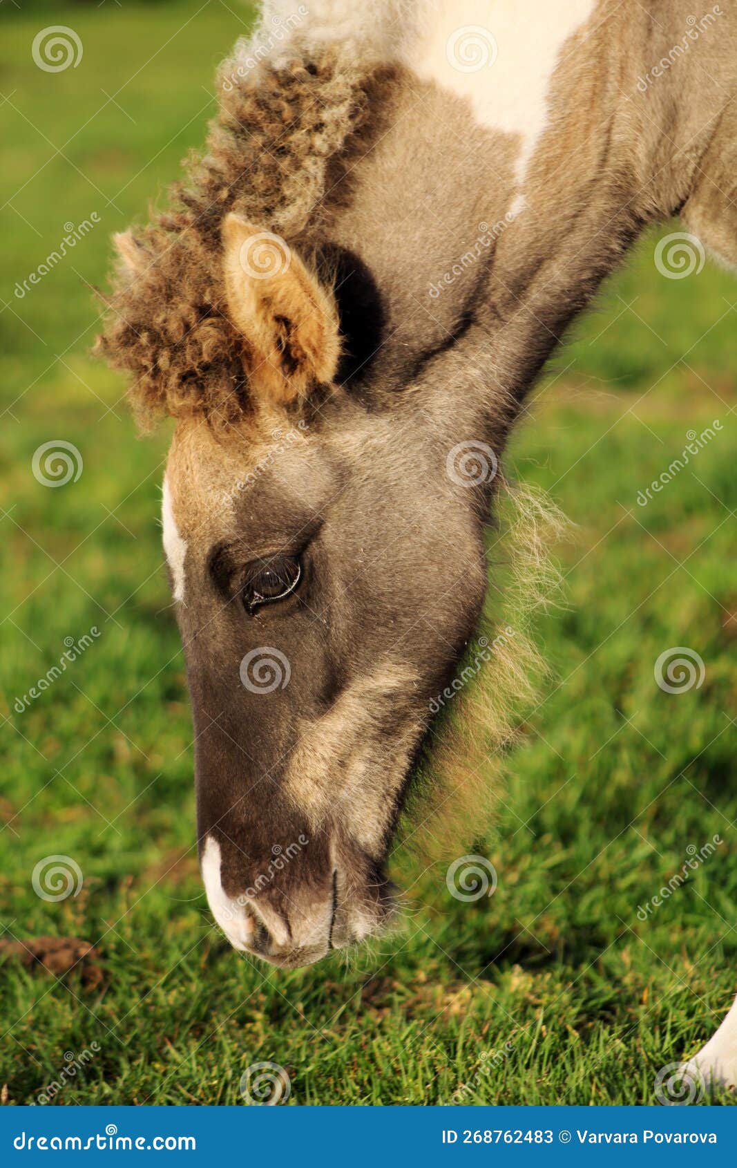 beautiful portrait near the foal of the icelandic horse