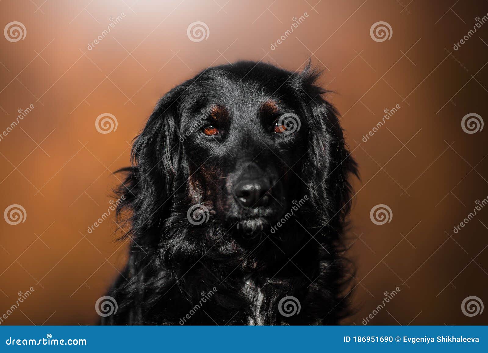 Beautiful Portrait Of A Simple Dog In Nature Stock Photo Image Of Meadow Eyes 186951690