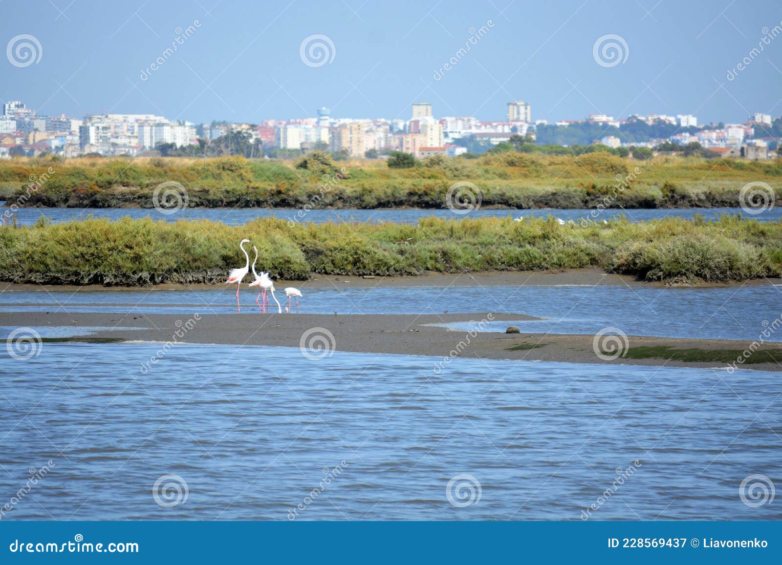 beautiful portugal. flamingo birds eating in the seixal corrois almada water park. wild birds in the city. save wild nature.