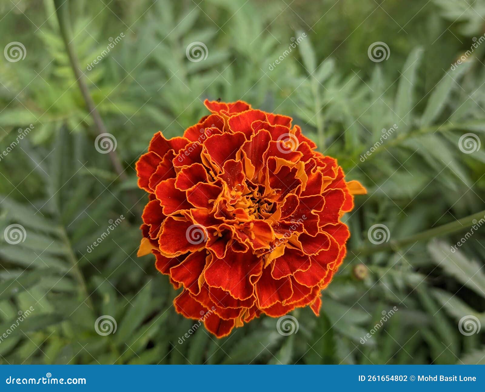 A Beautiful Pot Marigold Flower. Stock Photo Image of yellow, leaf
