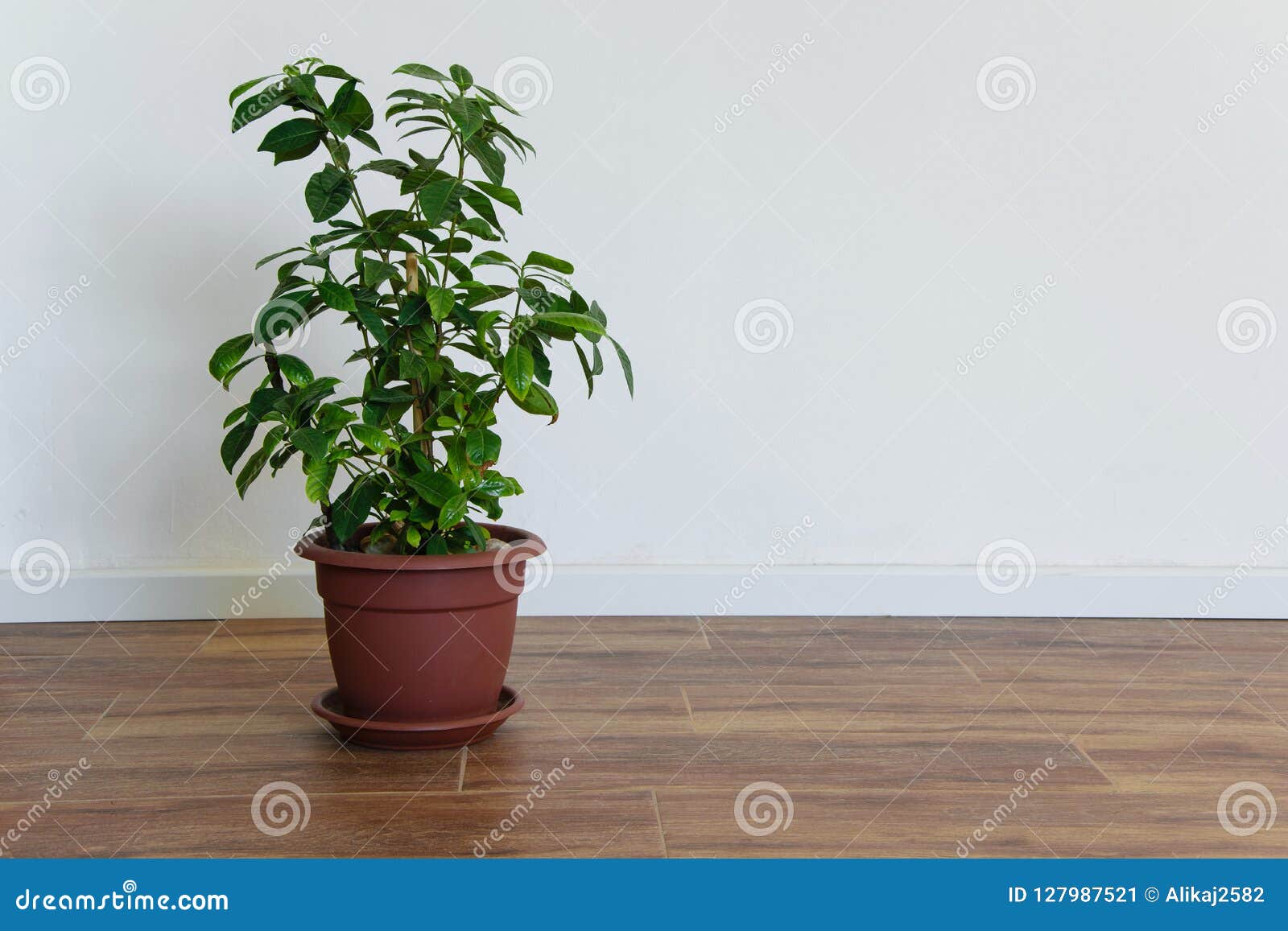 Beautiful Potted Gardenia Plant in an Empty Room, Simple Interior Stock  Image - Image of light, decor: 127987521
