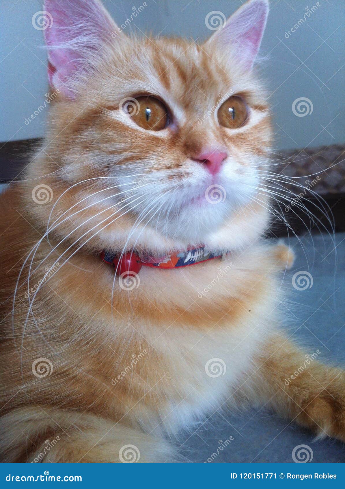 Beautiful Female Cat Posing in the Camera Stock Image - Image of ...