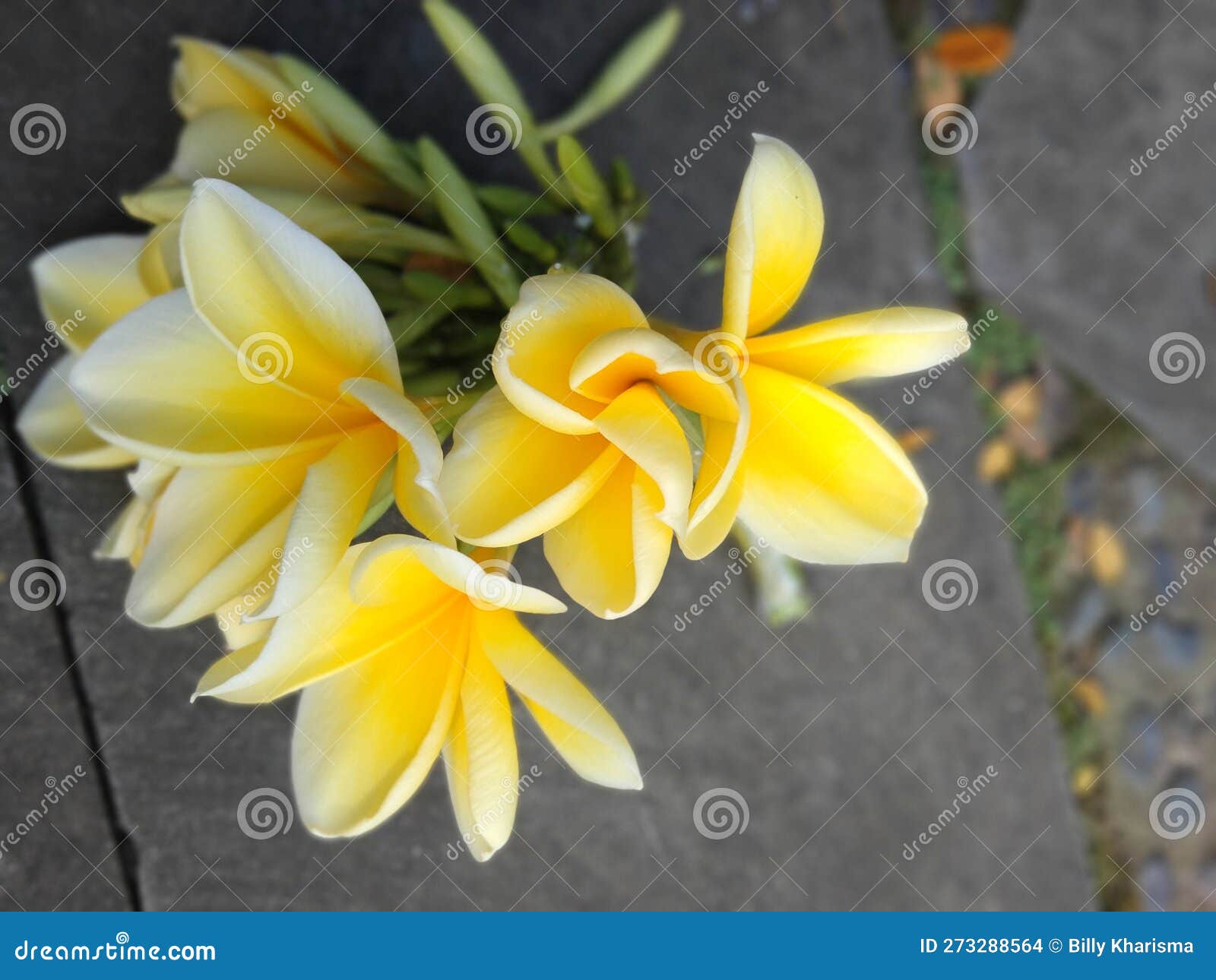 The Beautiful and Pretty Flowers Pliumeria Obtusa Flowers Stock Photo