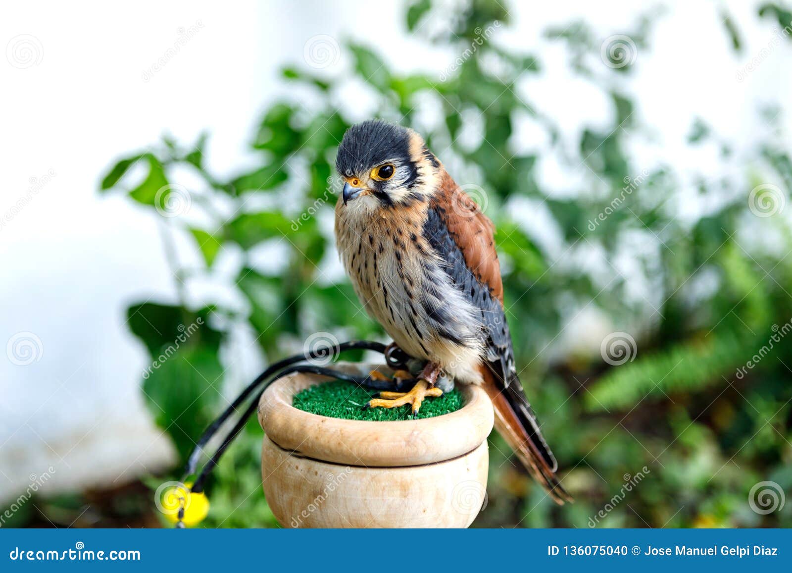 Beautiful profile of a kestrel in captivity