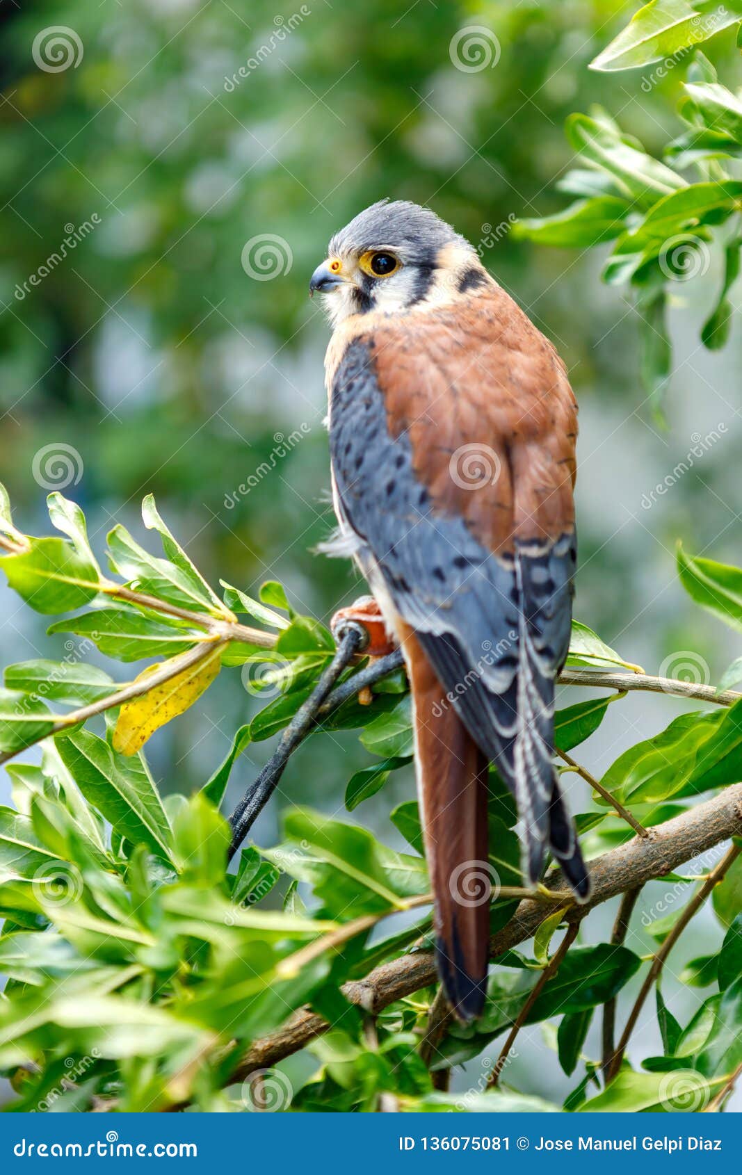 Beautiful Profile of a Kestrel in the Nature Stock Image - Image of ...