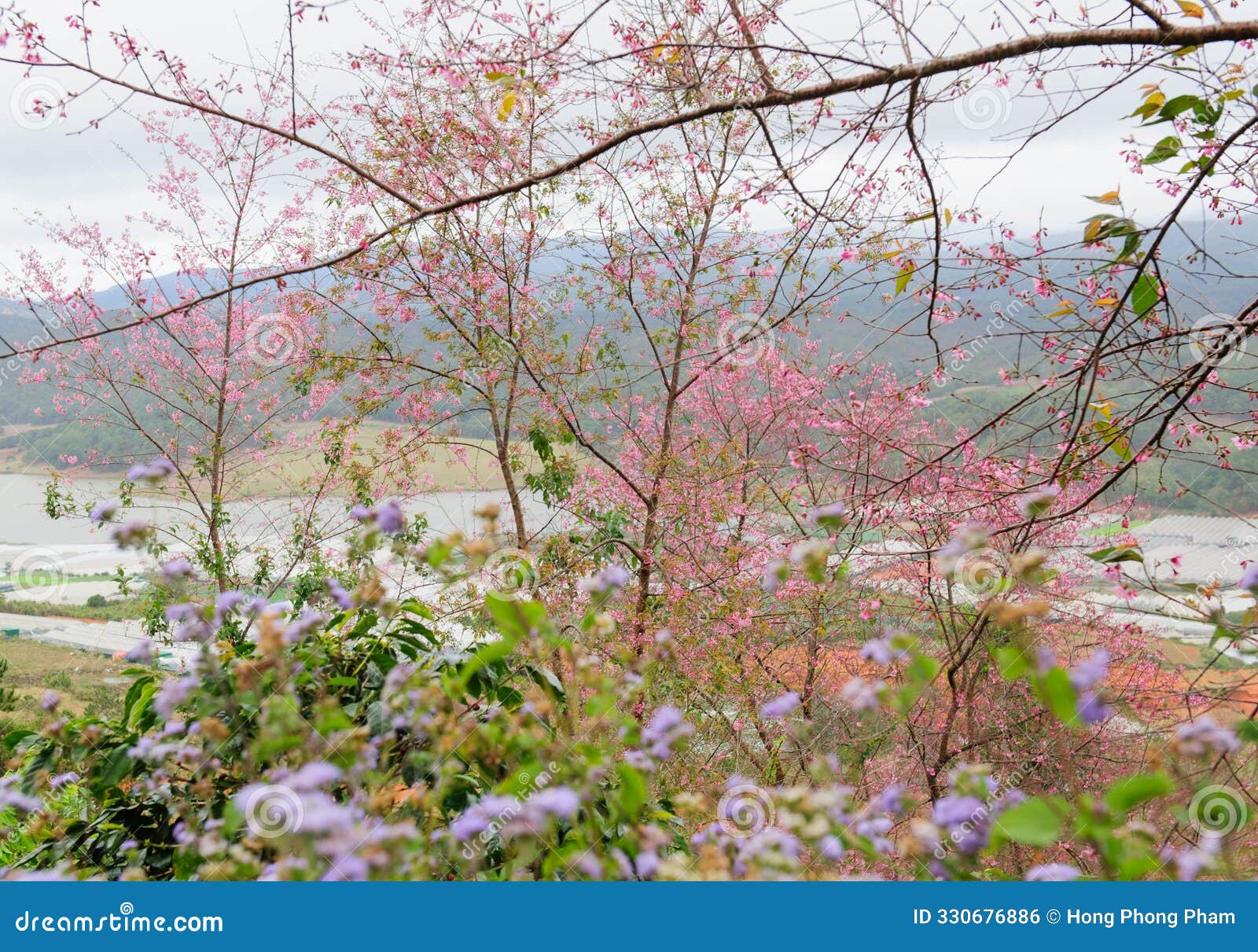 beautiful prunus cerasoides flowers (wild himalayan cherry) in da lat city, vietnam.