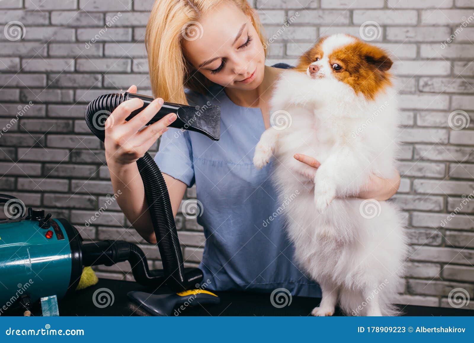 puppy grooming salon