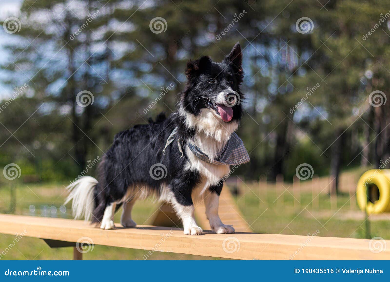 border collie corgi puppies