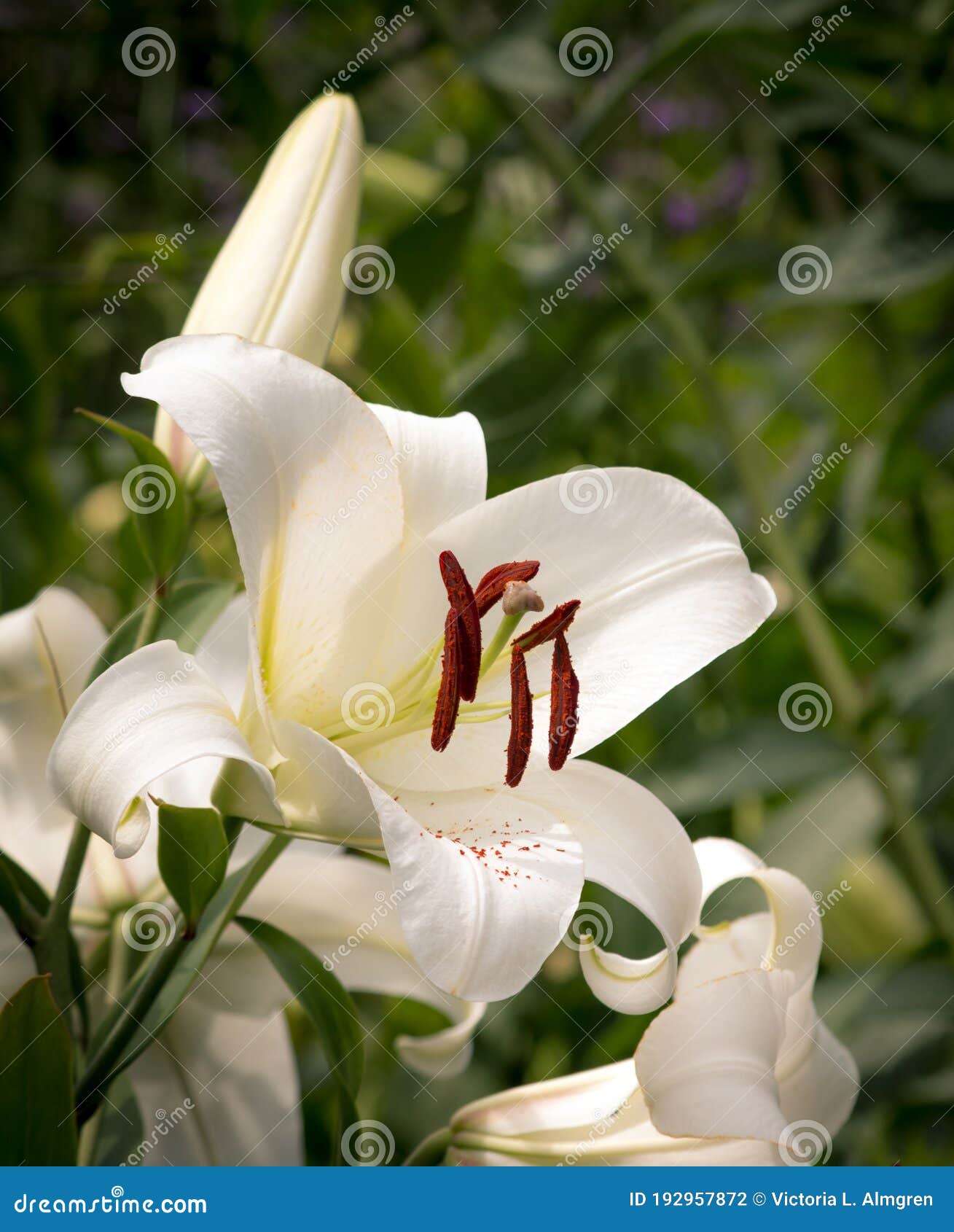 casa blanca white oriental lily