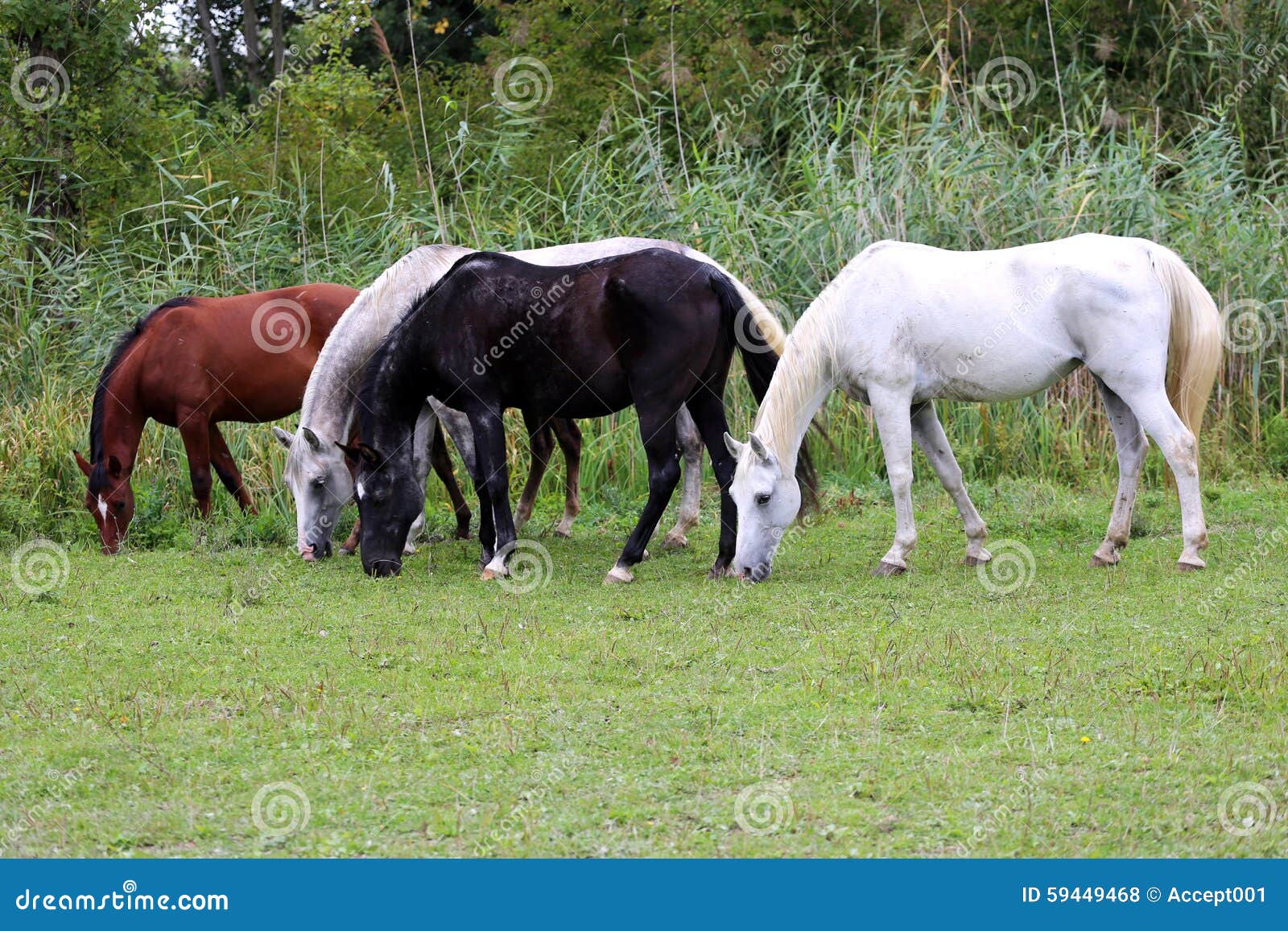 Beautiful Purebred Arabian Horses Grazing on Pasture Summertime Stock ...