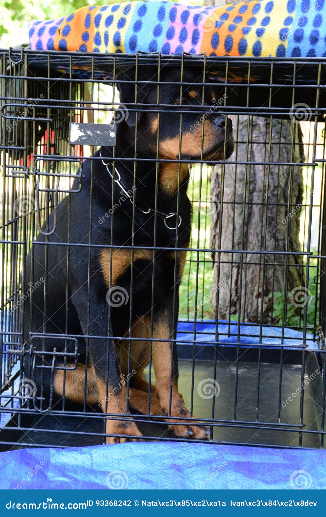 Beautiful Purebred Rottweiler Dog in Cage Stock Photo Image of guard