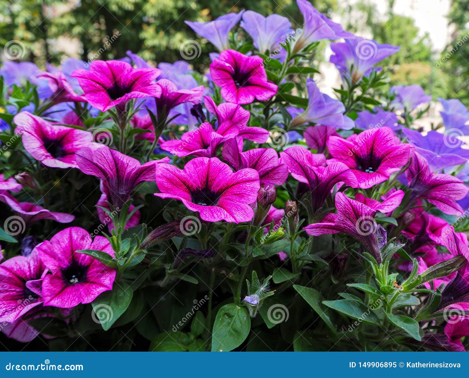 blue and purple flowers blue and purple flowers